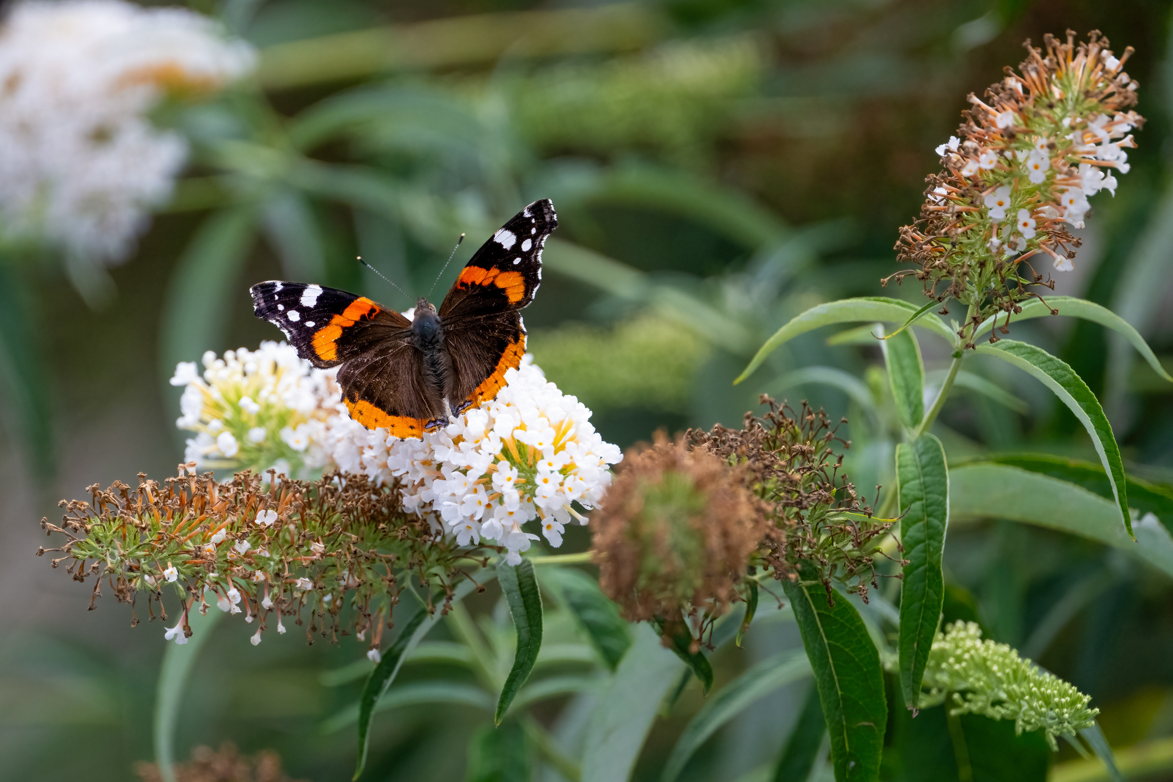 Babočka admirál (Vanessa atalanta), Pyšely, 07/2024