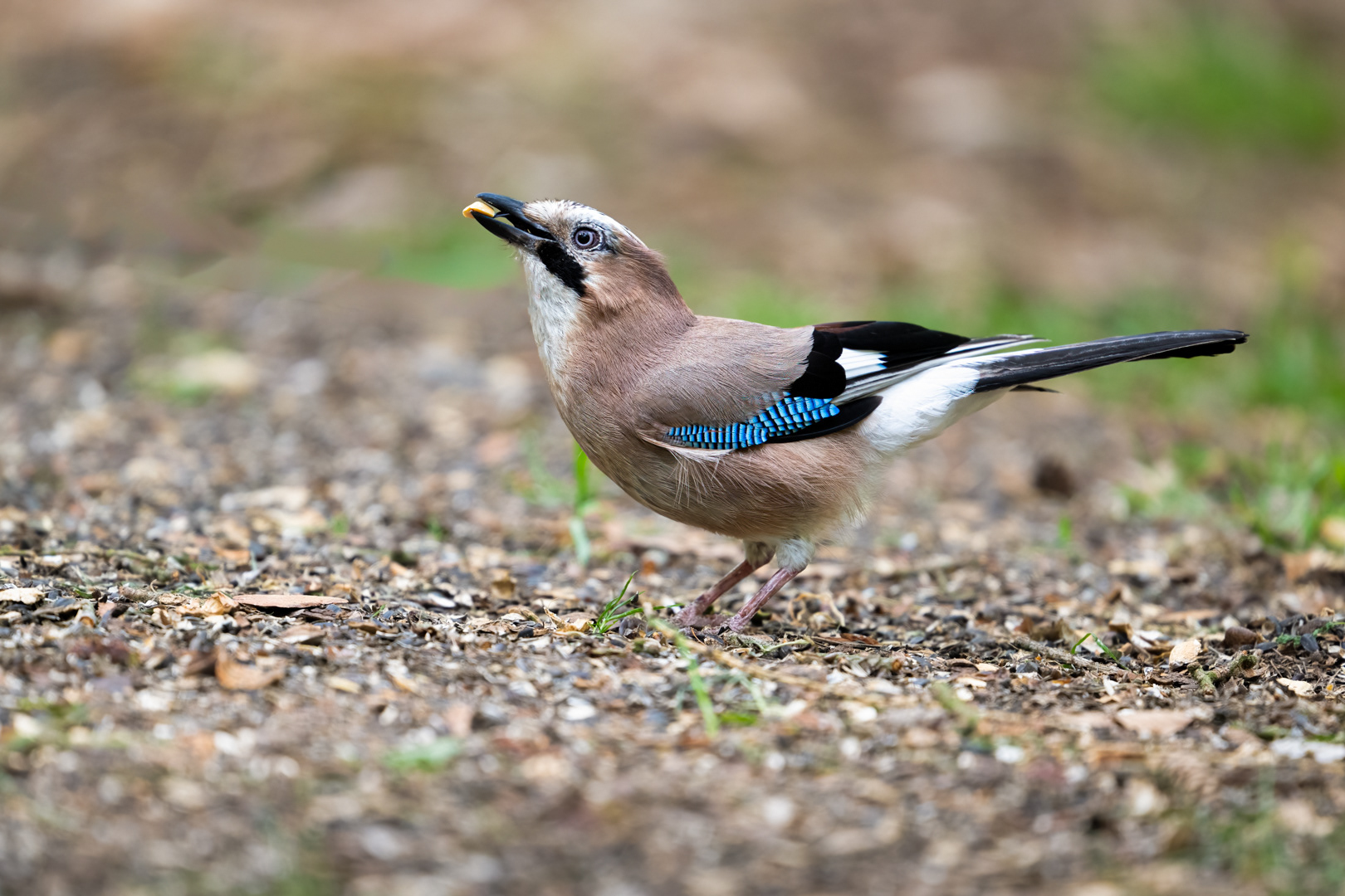 Sojka obecná (Garrulus glandarius), Štěpánka, 04/2024