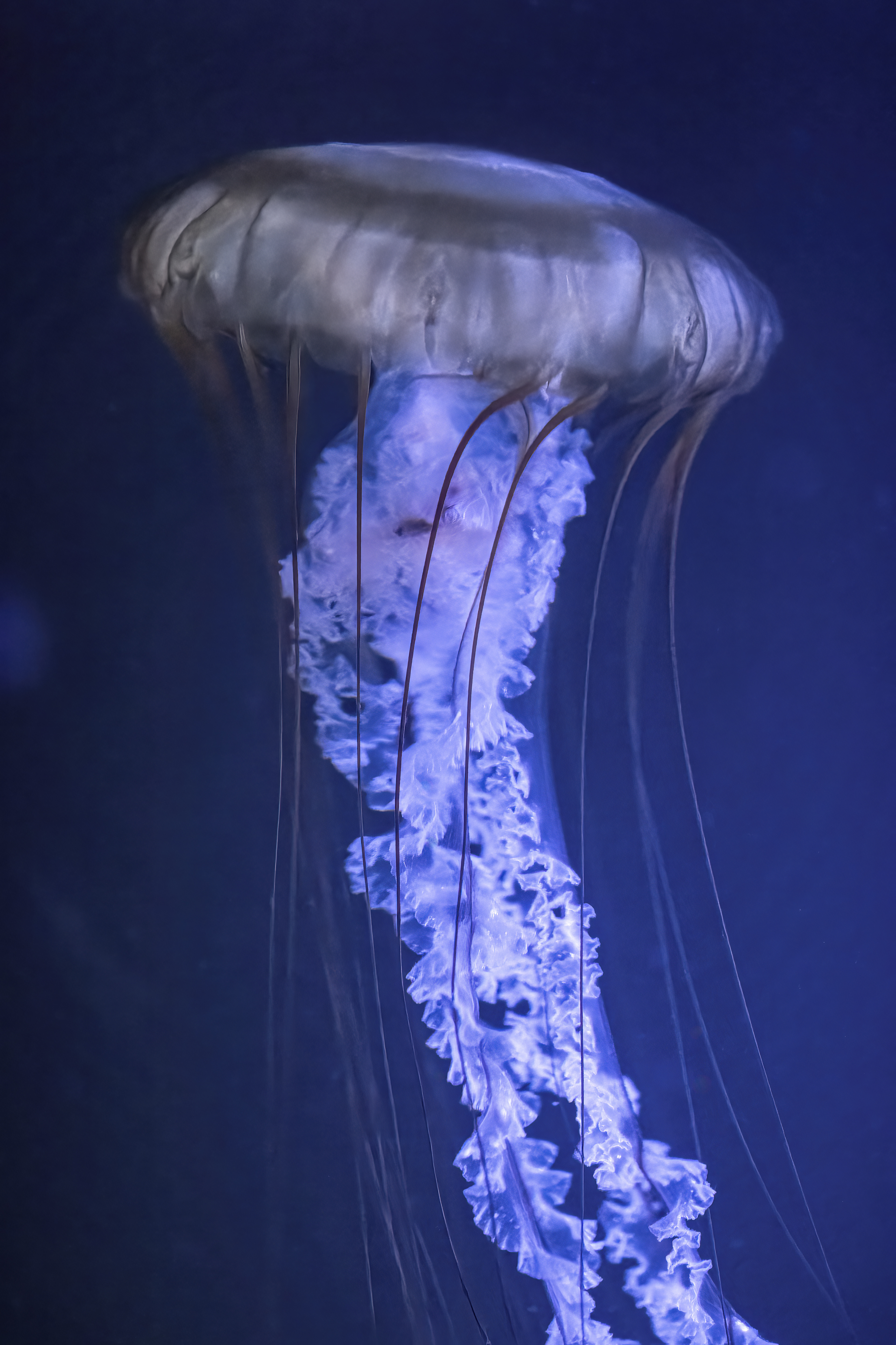 Talířovka východopacifická (Chrysaora fuscescens)