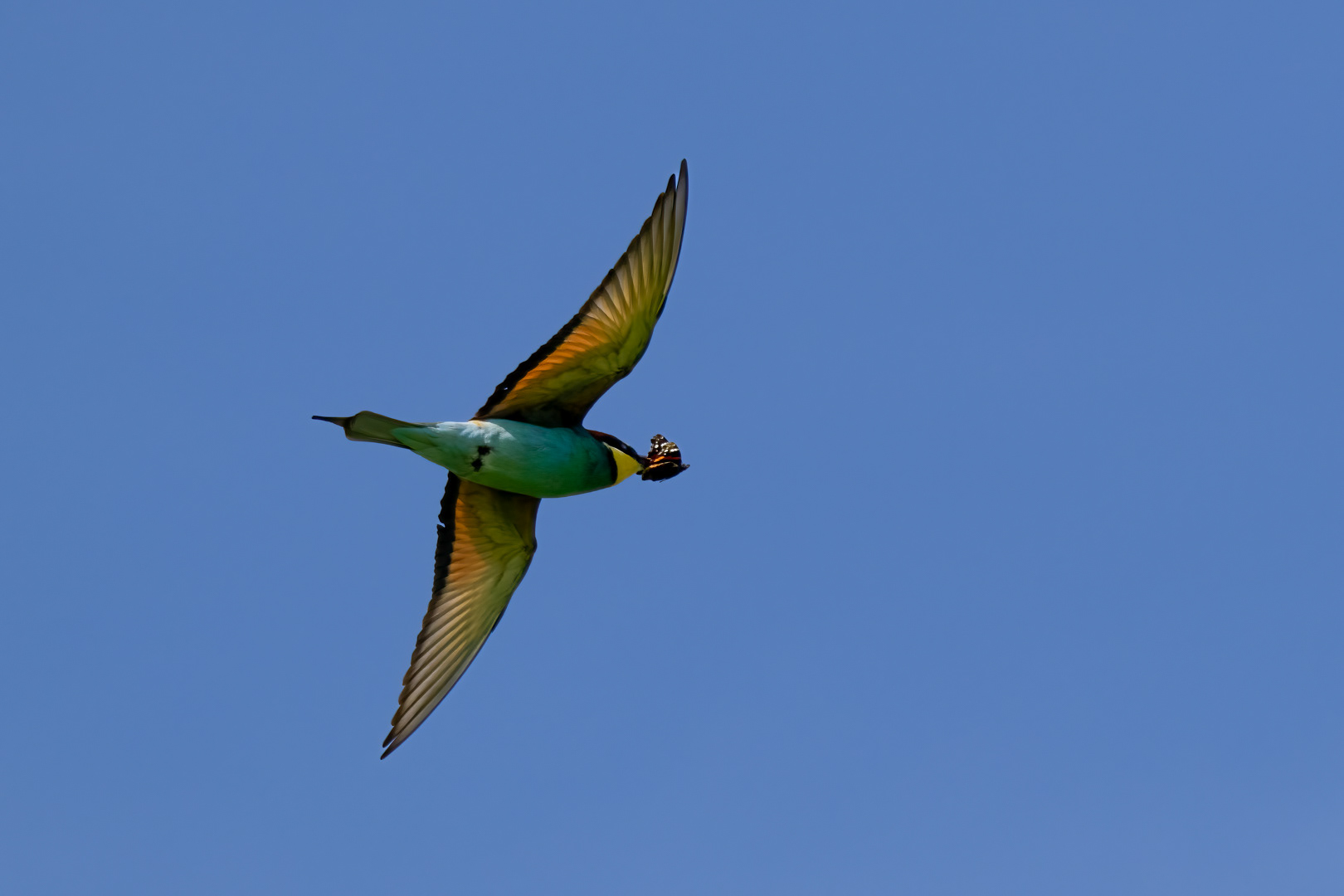 Vlha pestrá (Merops apiaster), jižní Morava, 06/2023