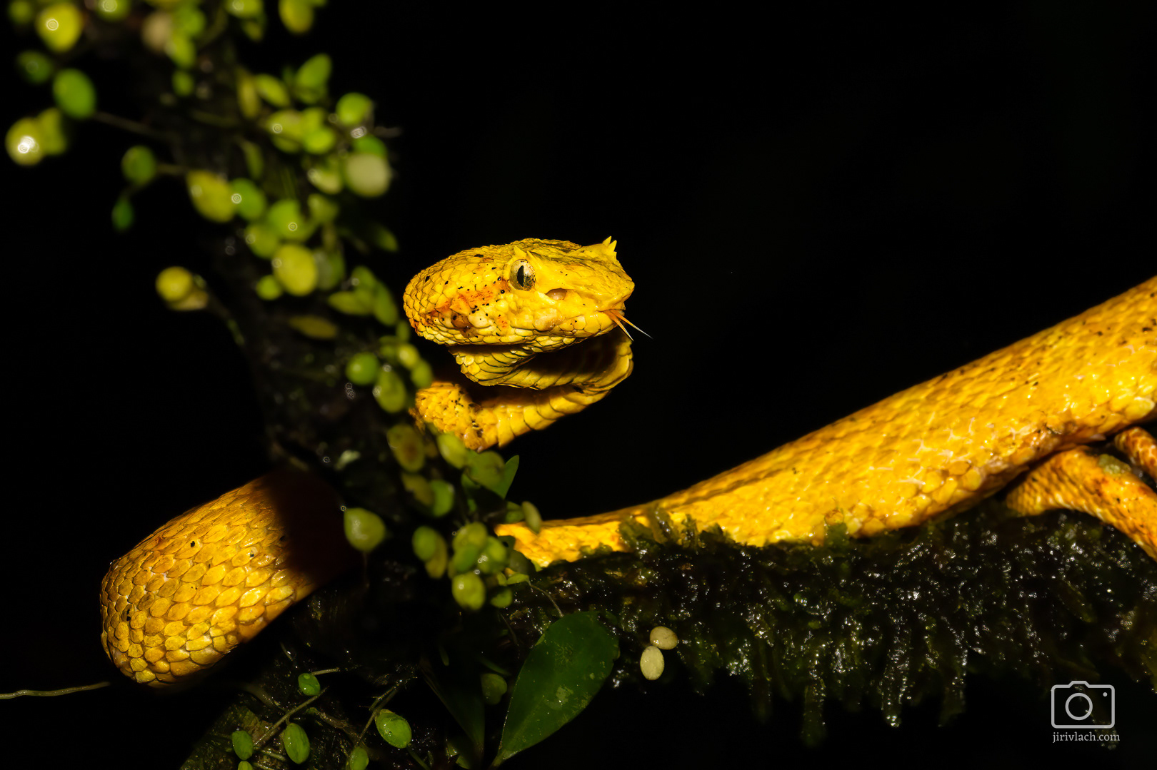 Křovinář ostnitý (Eyelash viper, Bothriechis schlegelii)