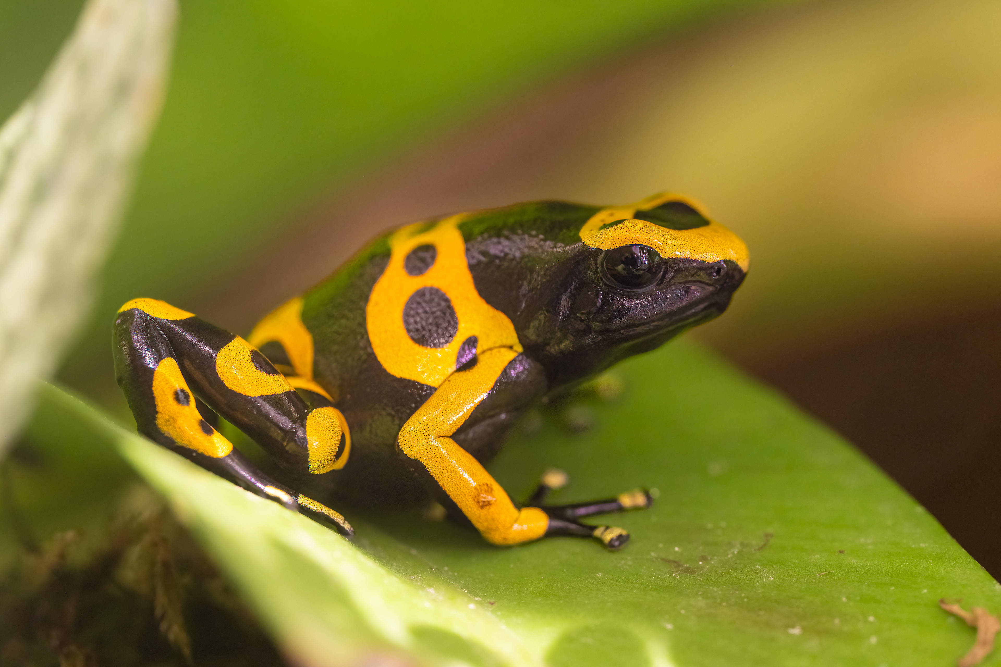 Pralesnička harlekýn (Dendrobates leucomelas)