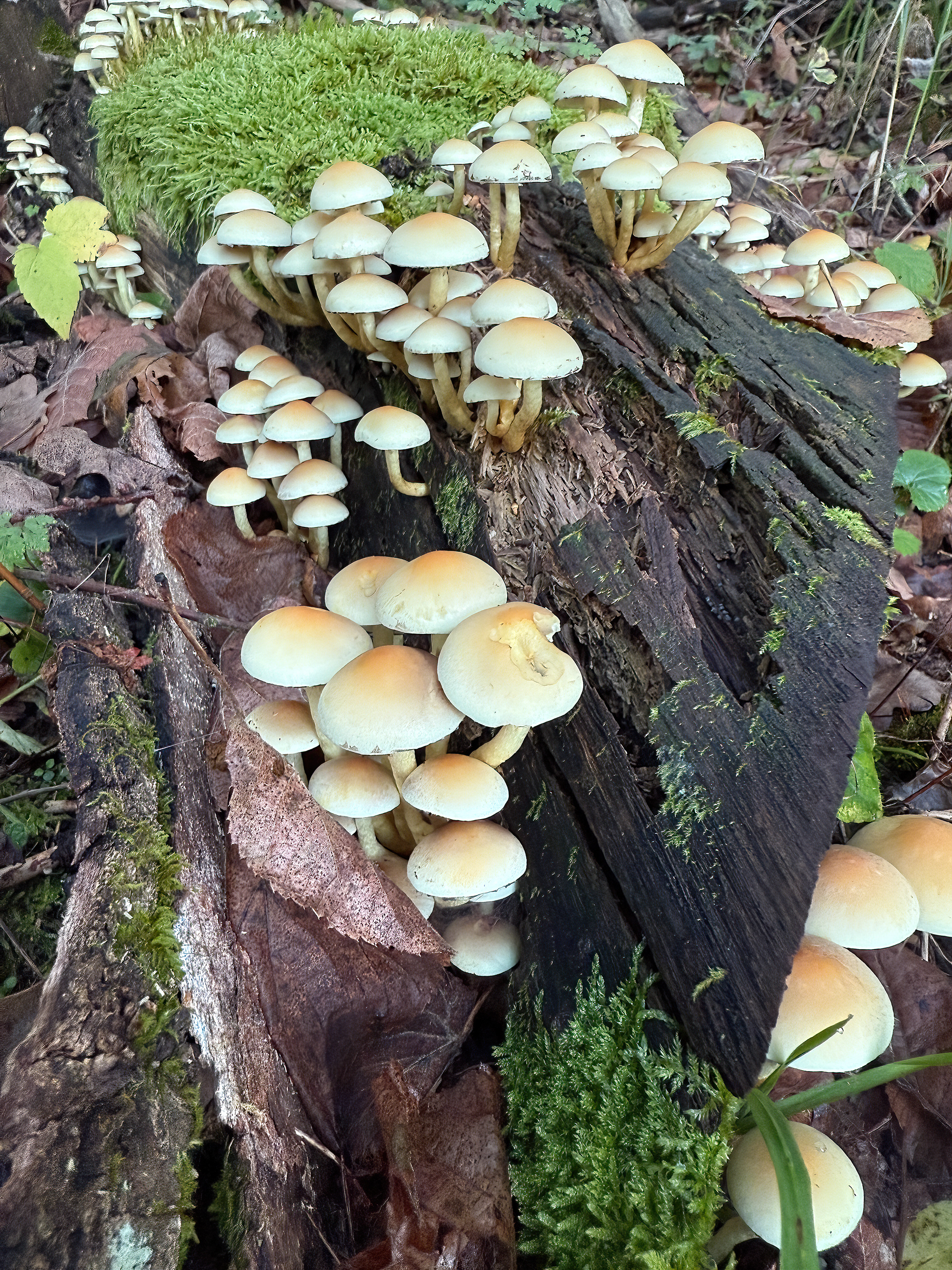 Třepenitka svazčitá (Hypholoma fasciculare)