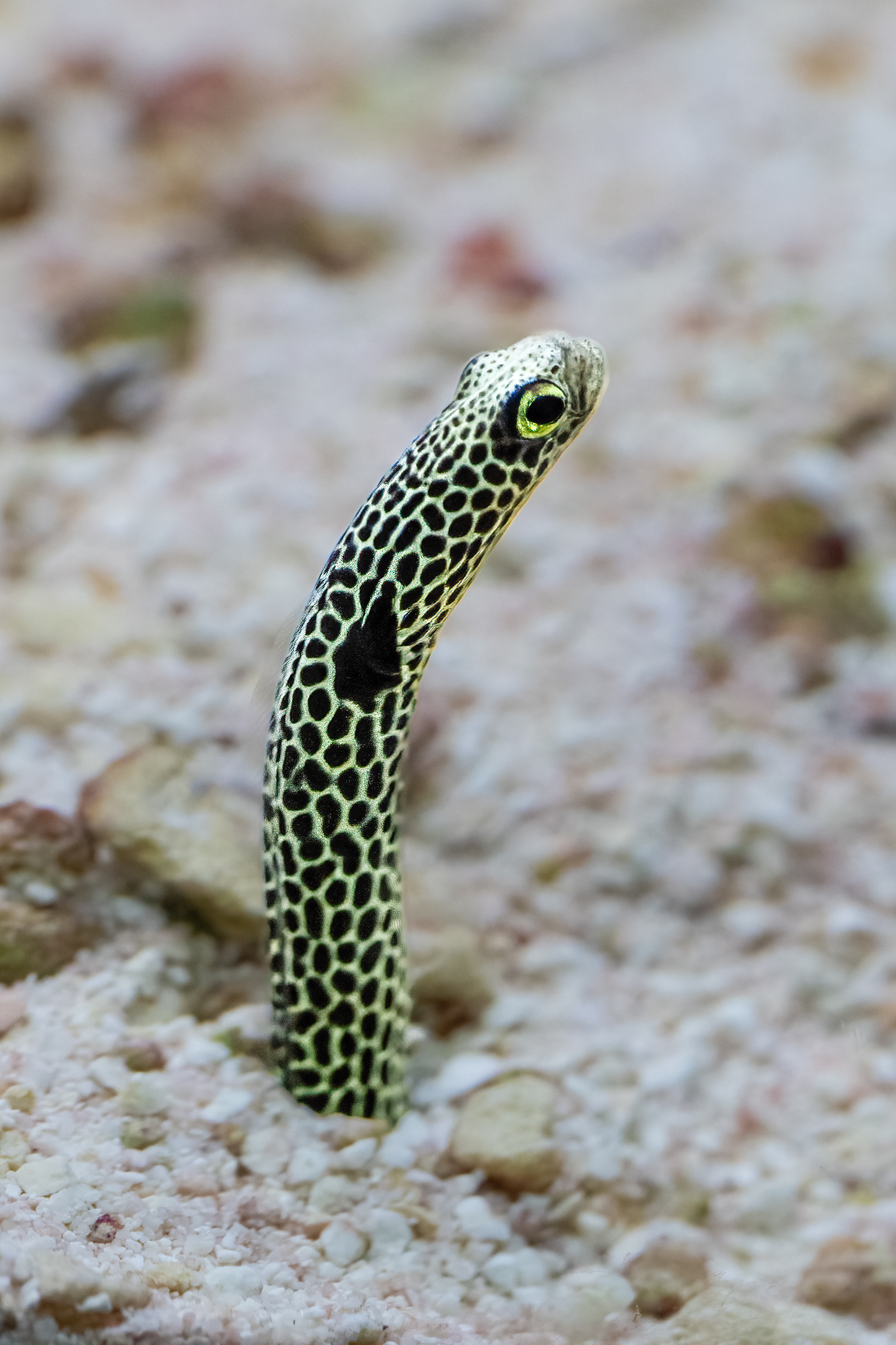 Úhořovec Hassův (Heteroconger hassi)