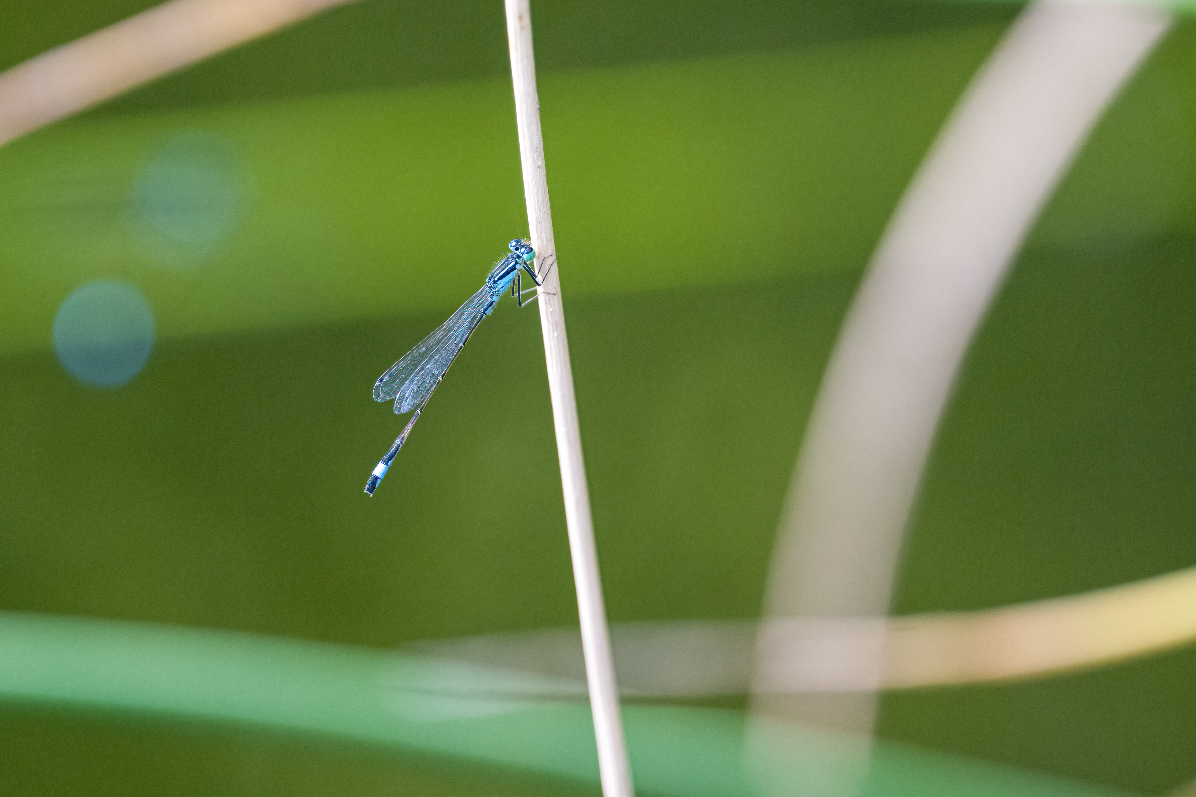 Šidélko větší (Ischnura elegans), Pyšely, 08/2024
