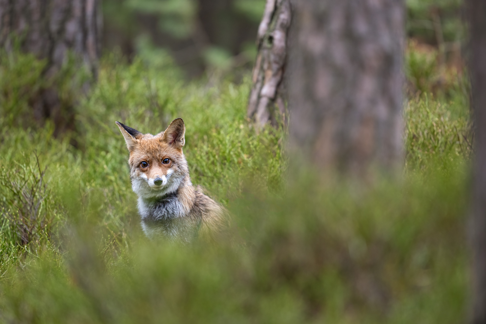 Liška obecná (Vulpes vulpes), Vysočina, 03/2024