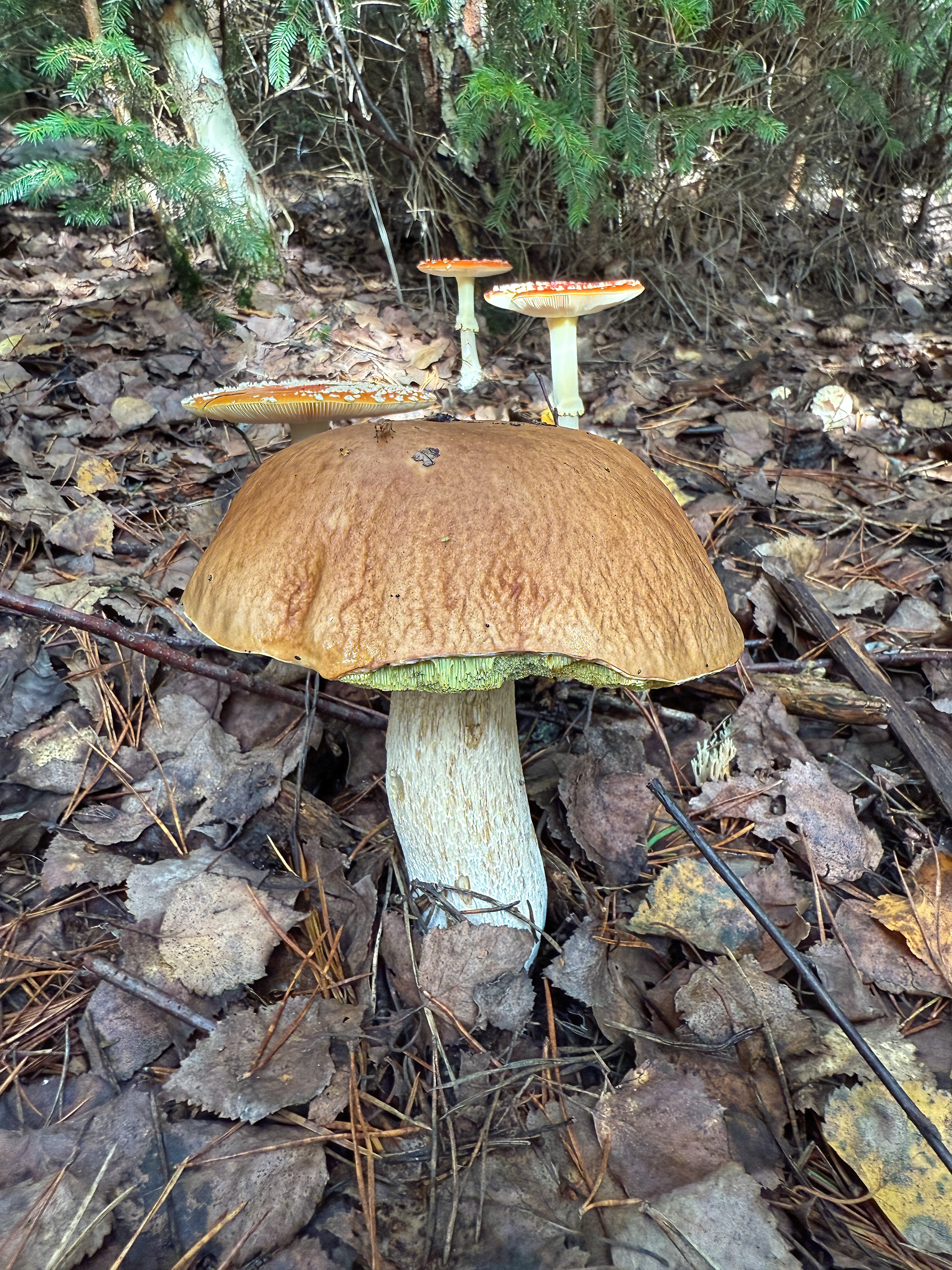 Hřib smrkový (Boletus edulis)
