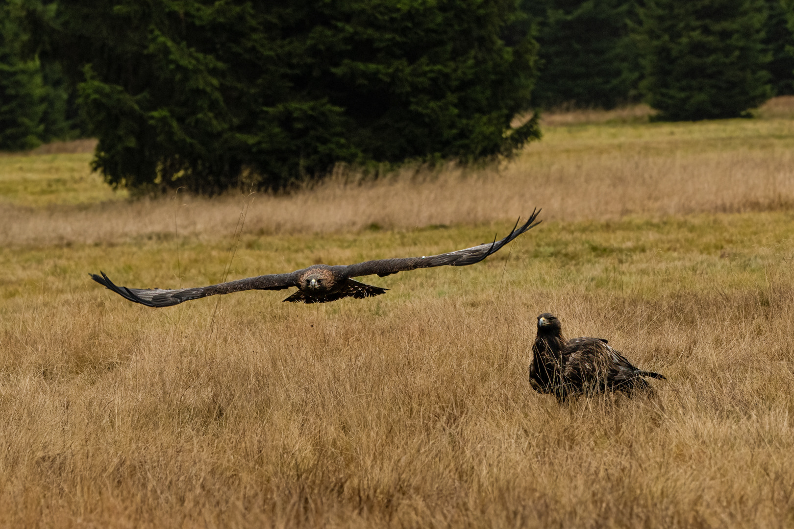 Orel skalní (Aquila chrysaetos), Vysočina, 11/2022