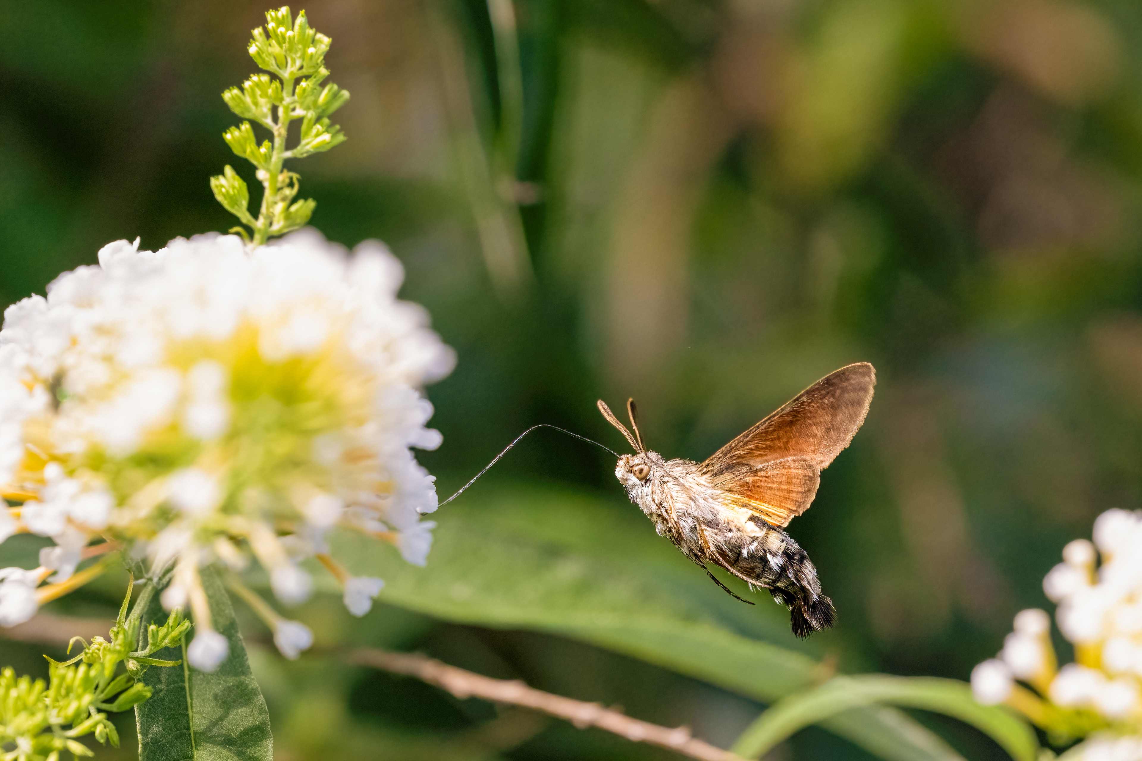 Dlouhozobka svízelová (Macroglossum stellatarum), Pyšely, 07/2024