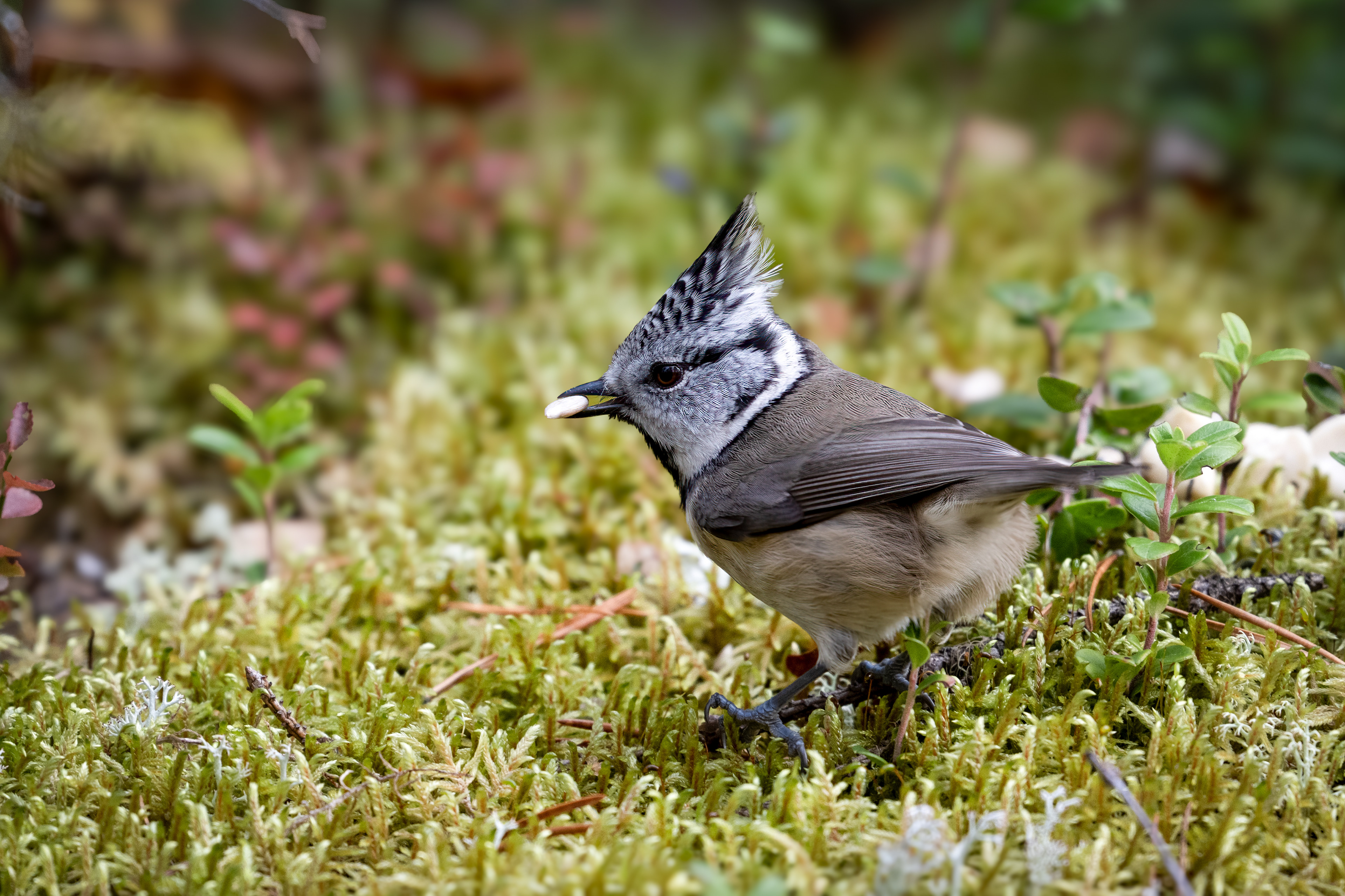 Sýkora parukářka (Parus cristatus), Finsko, 09/2025