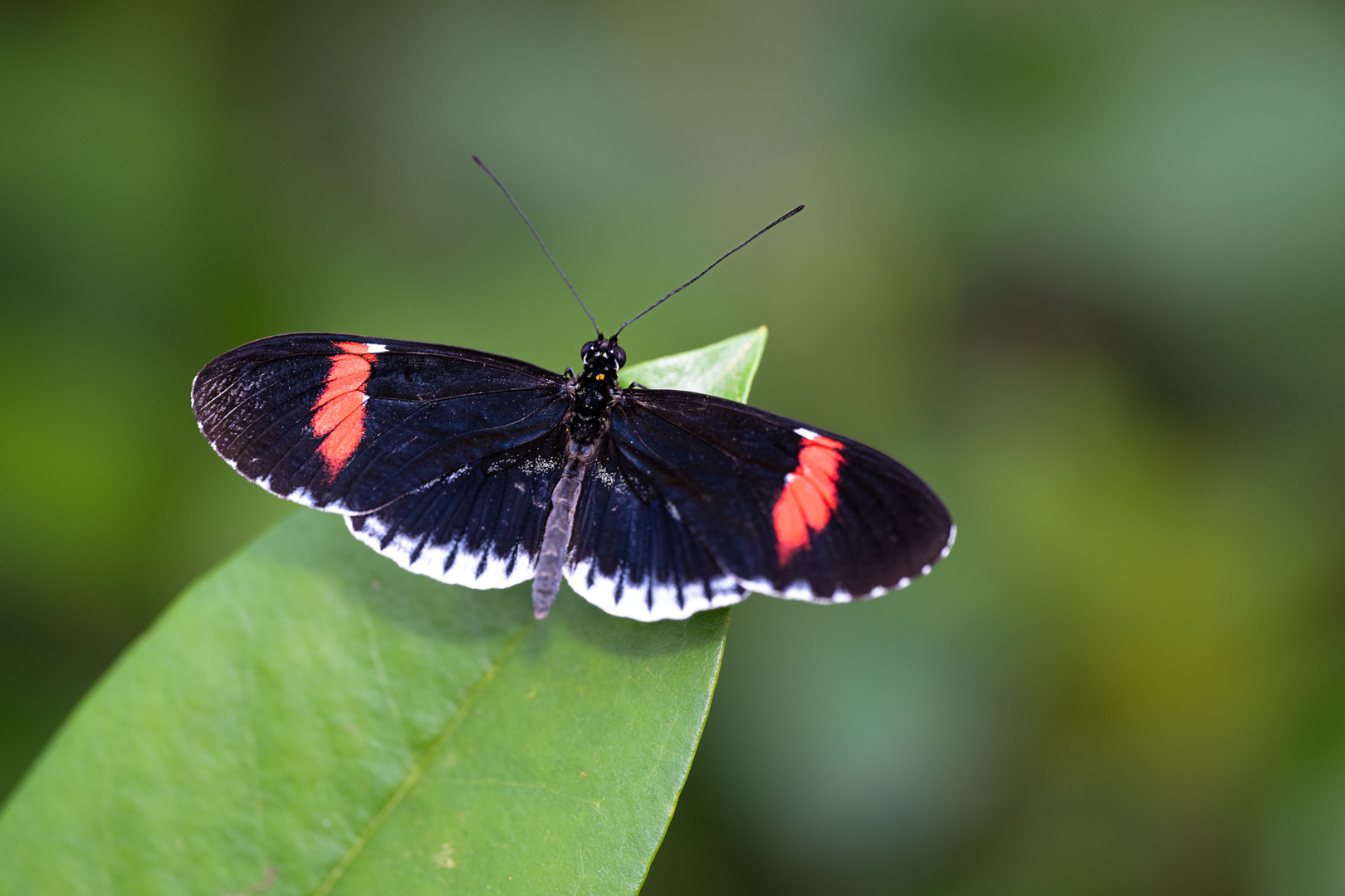 Heliconius melpomene, Fata Morgana, Praha, 04/2023 