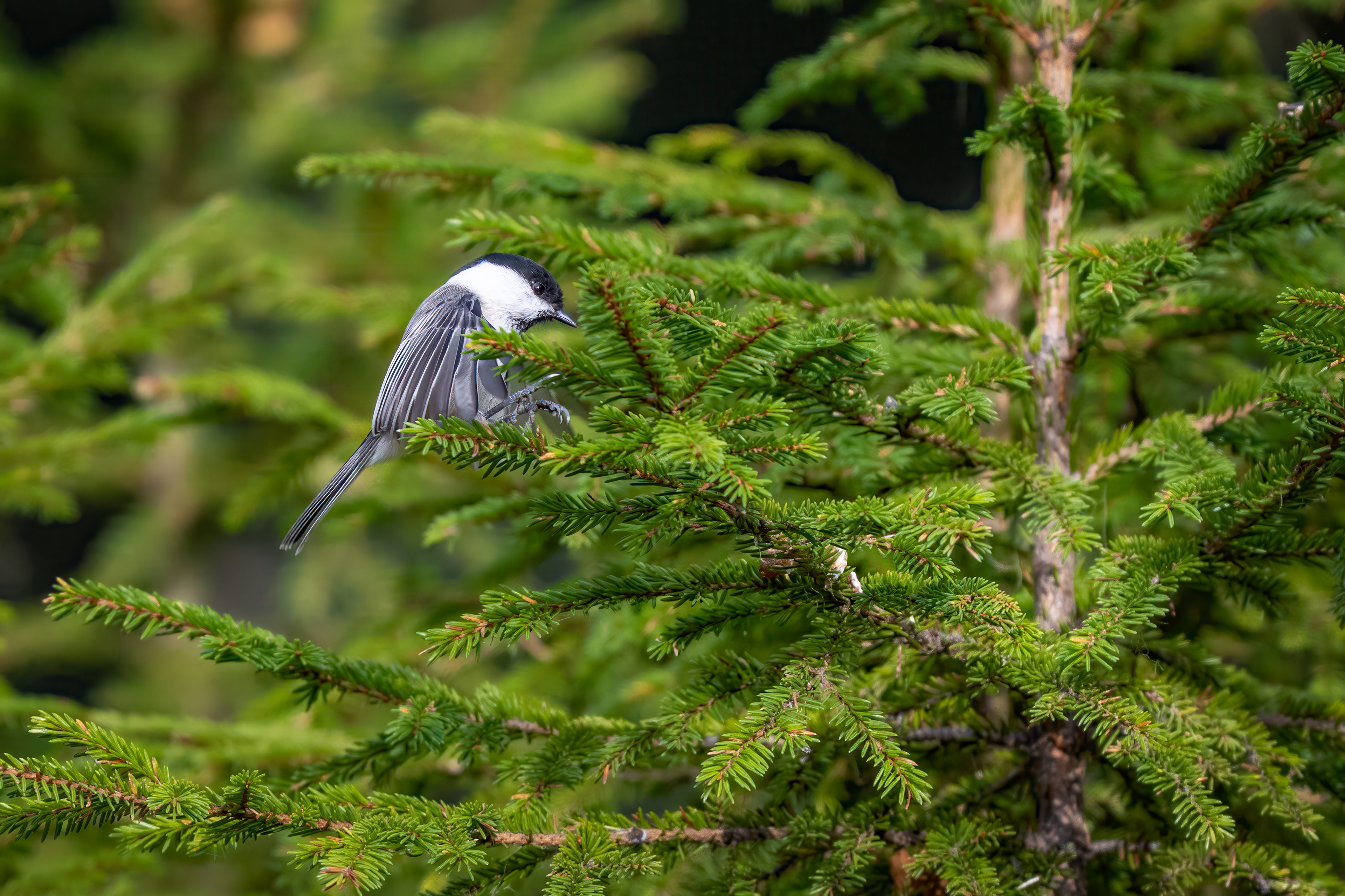 Sýkora lužní (Poecile montanus), Finsko, 09/2025