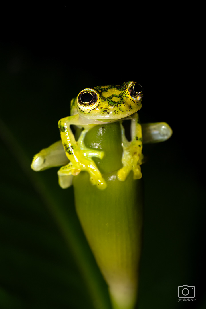 Rosněnka Valeriova (La Palma glass frog, Hyalinobatrachium valerioi)