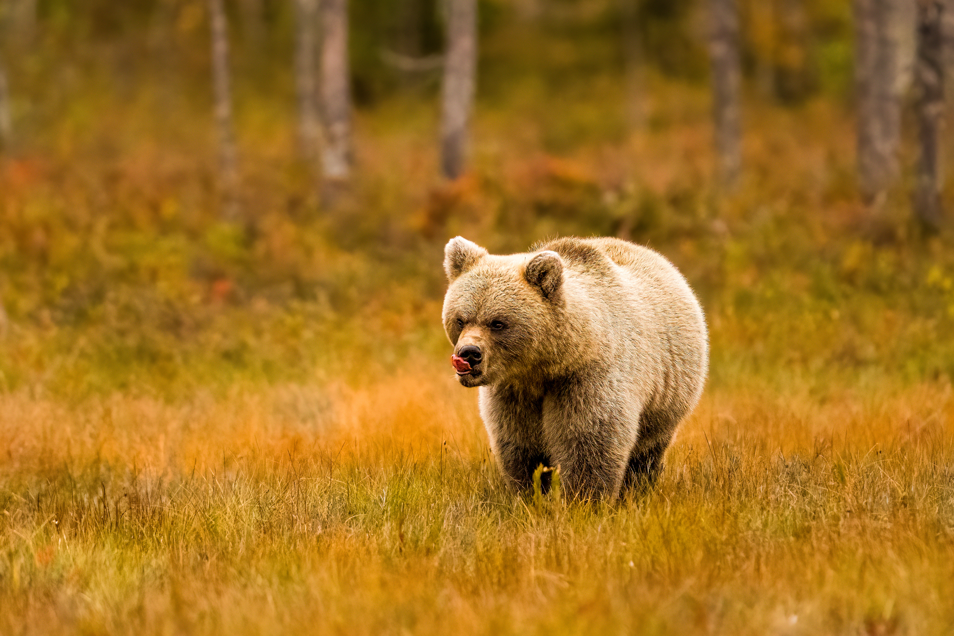 Medvěd hnědý (Ursus arctos), Finsko, 09/2022
