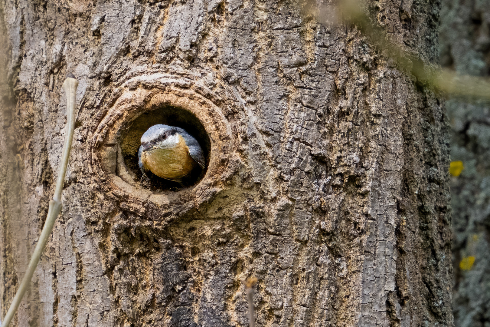 Brhlík lesní (Sitta europaea), Lštění, 04/2024