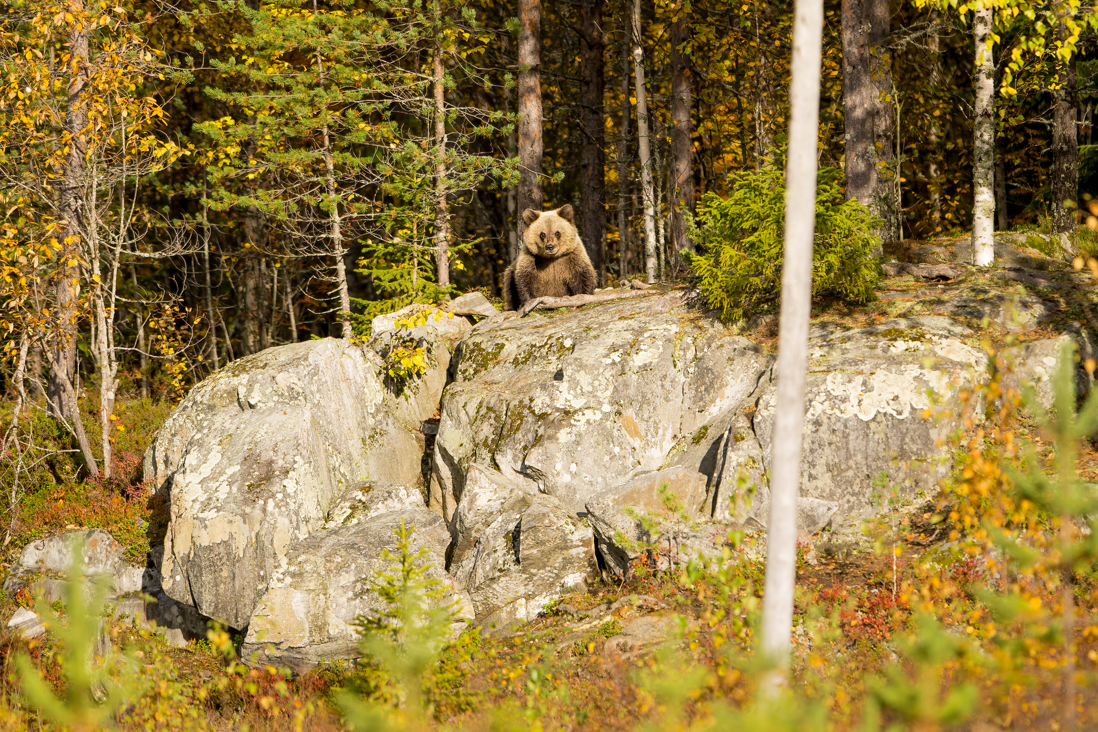 Medvěd hnědý (Ursus arctos), Finsko, 09/2022