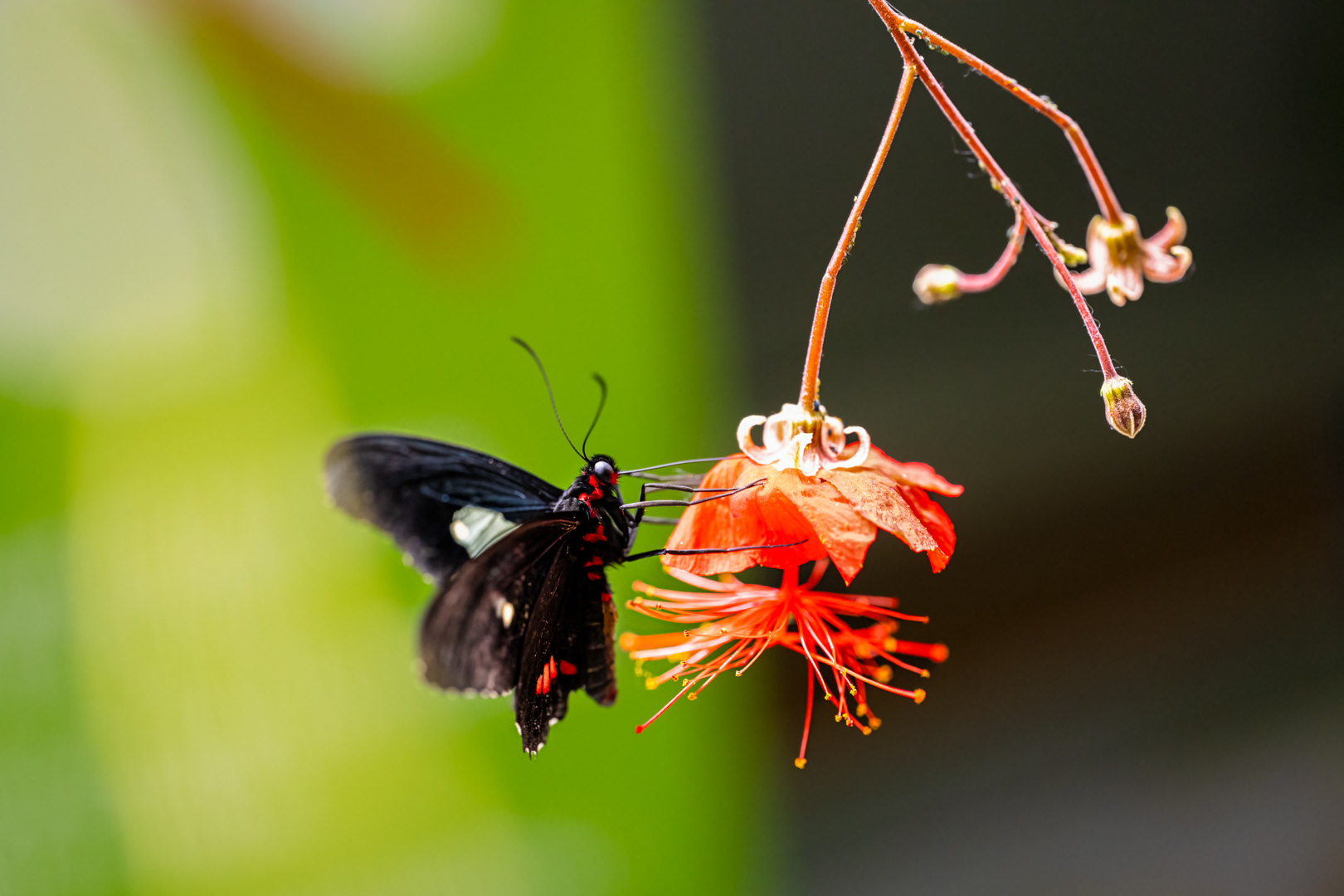 Heliconius melpomene (Postman butterfly), Fata Morgana, Praha, 05/2024