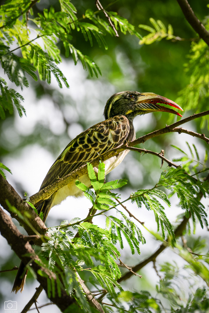 Zoborožec šedý (Lophoceros nasutus), Kenya, 12/2025