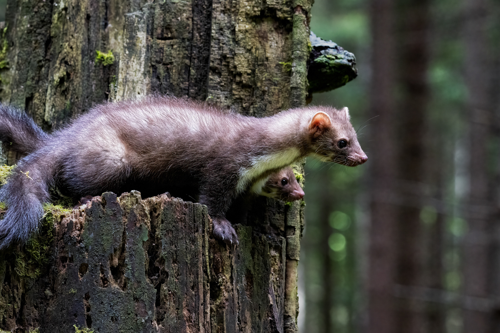 Kuna skalní (Martes foina), Vysočina, 07/2022