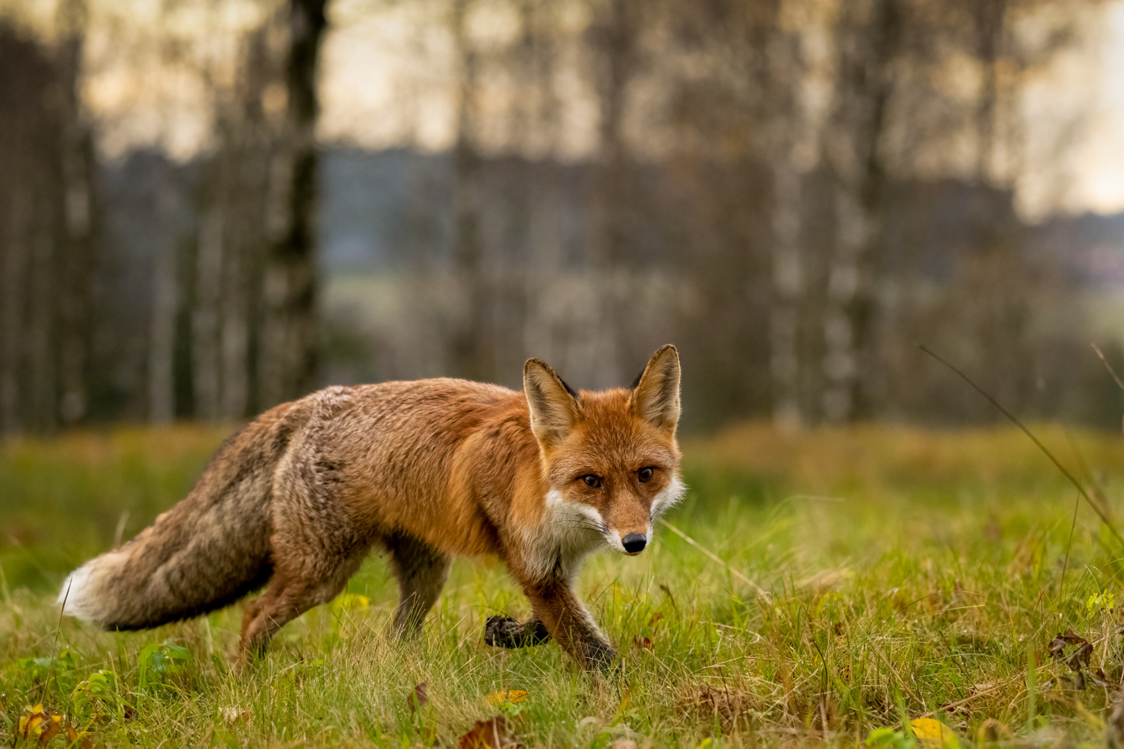 Liška obecná (Vulpes vulpes), Vysočina, 11/2022