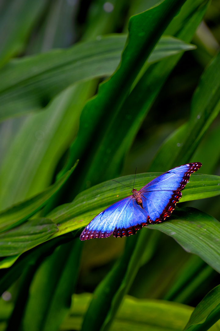 Morpho peleides, Fata Morgana, Praha, 05/2022