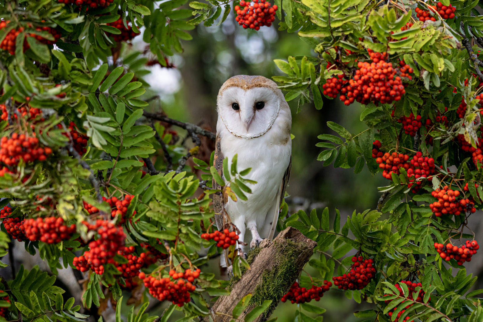 Sova pálená (Tyto alba), bílá forma, Vysočina, 08/2022