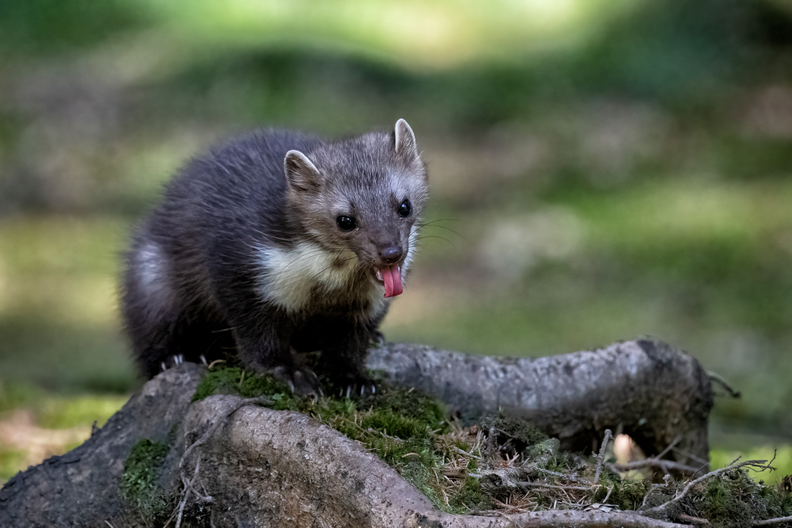 Kuna skalní (Martes foina), Vysočina, 08/2022