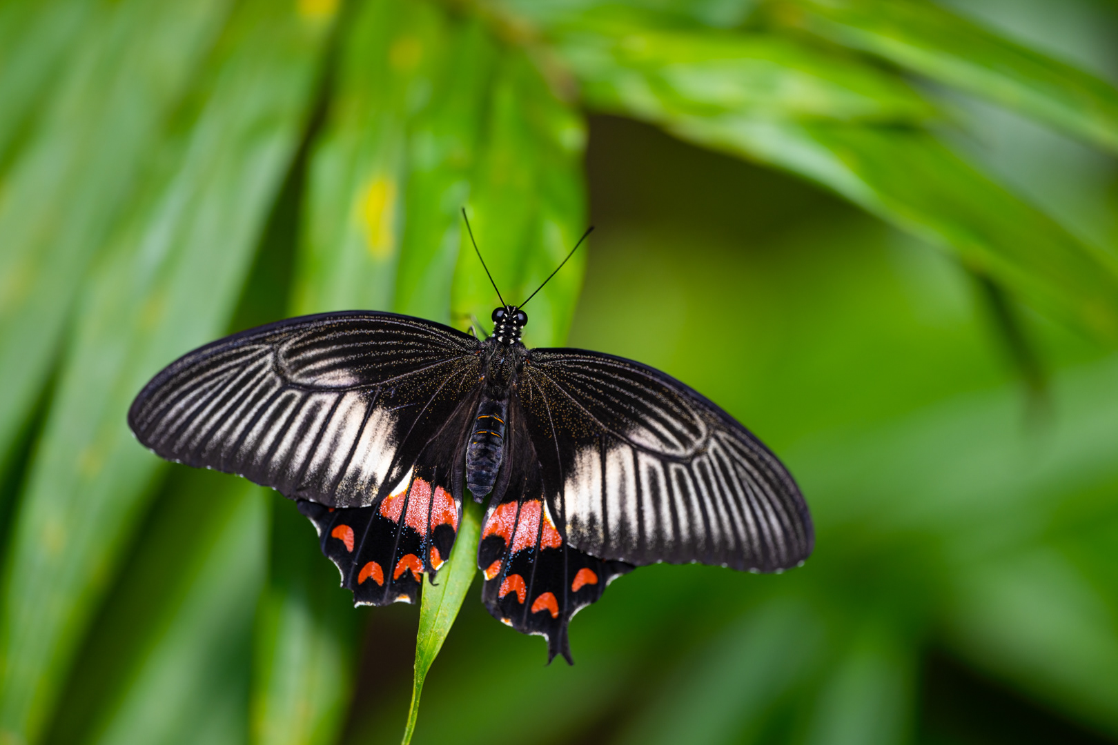 Papilio polytes (Common mormon), Fata Morgana, Praha, 05/2024