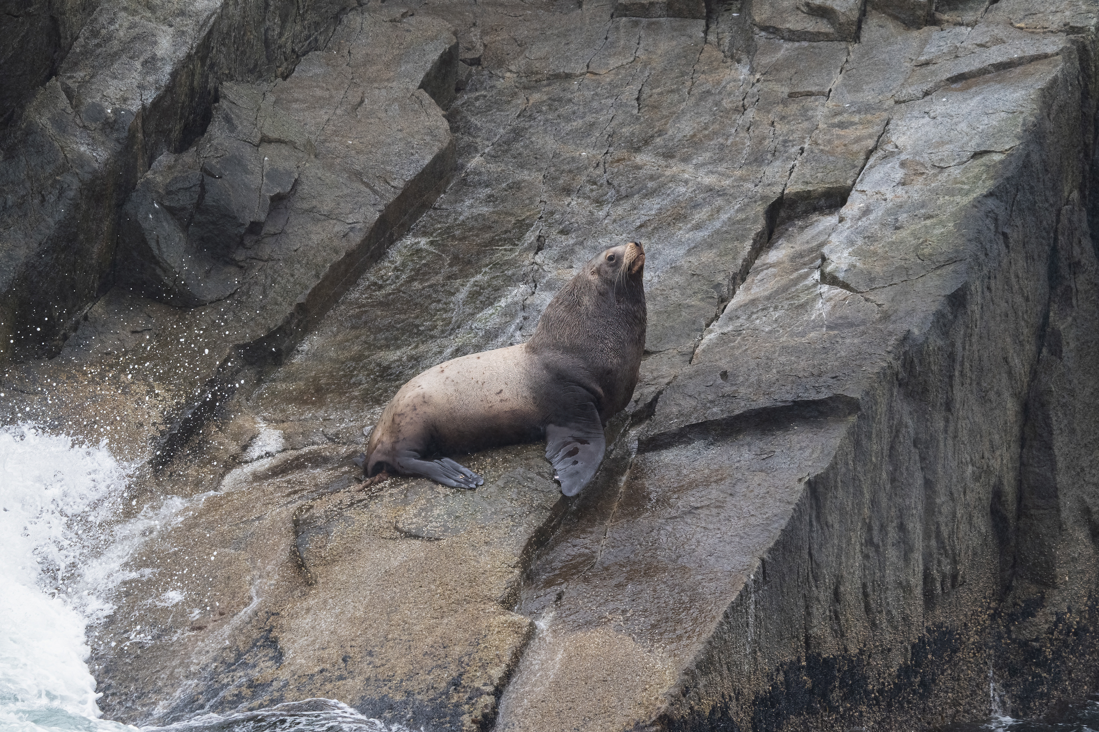 Lachtan ušatý (Eumetopias jubatus), Aljaška, 07/2023