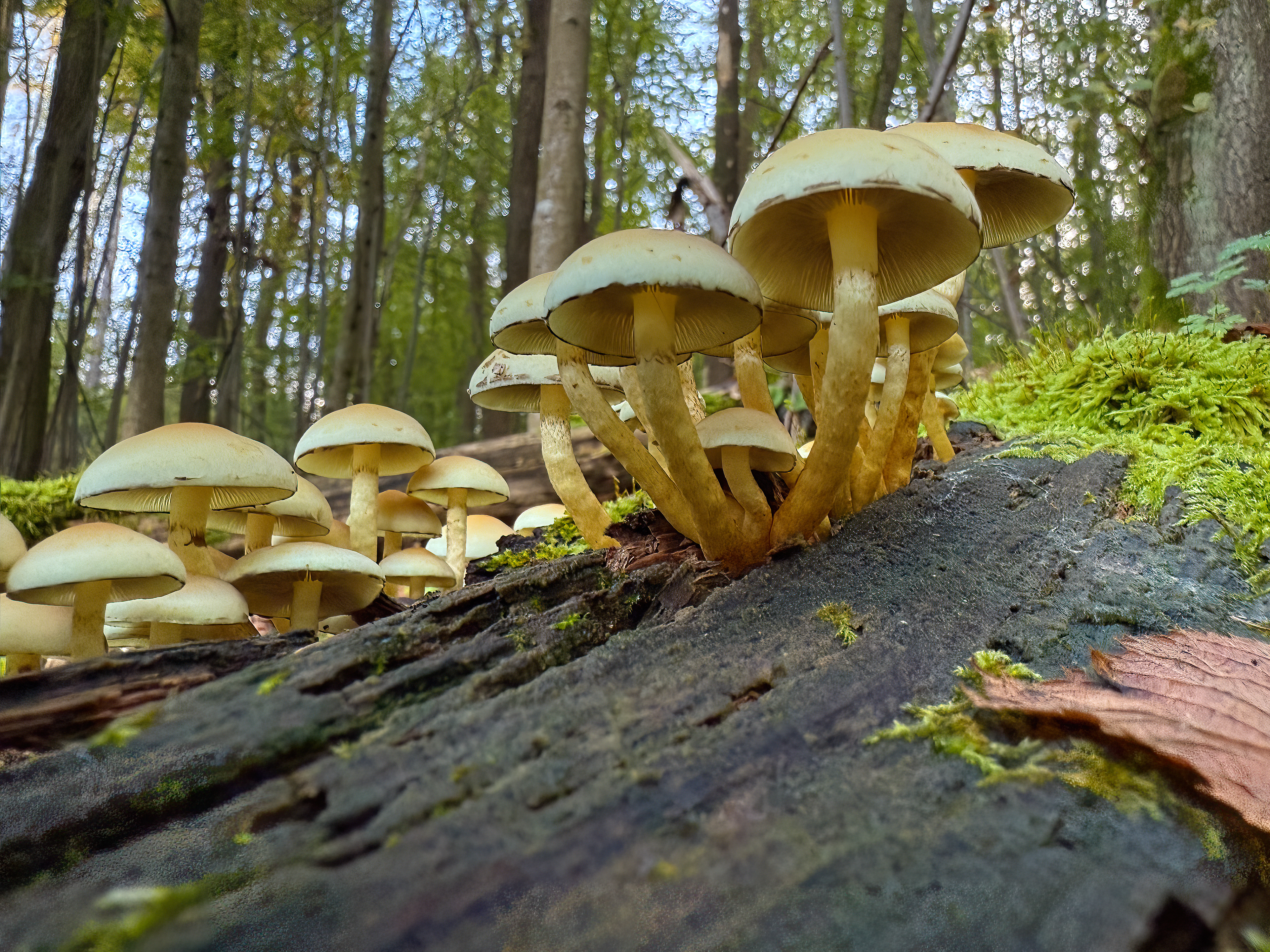Třepenitka svazčitá (Hypholoma fasciculare)