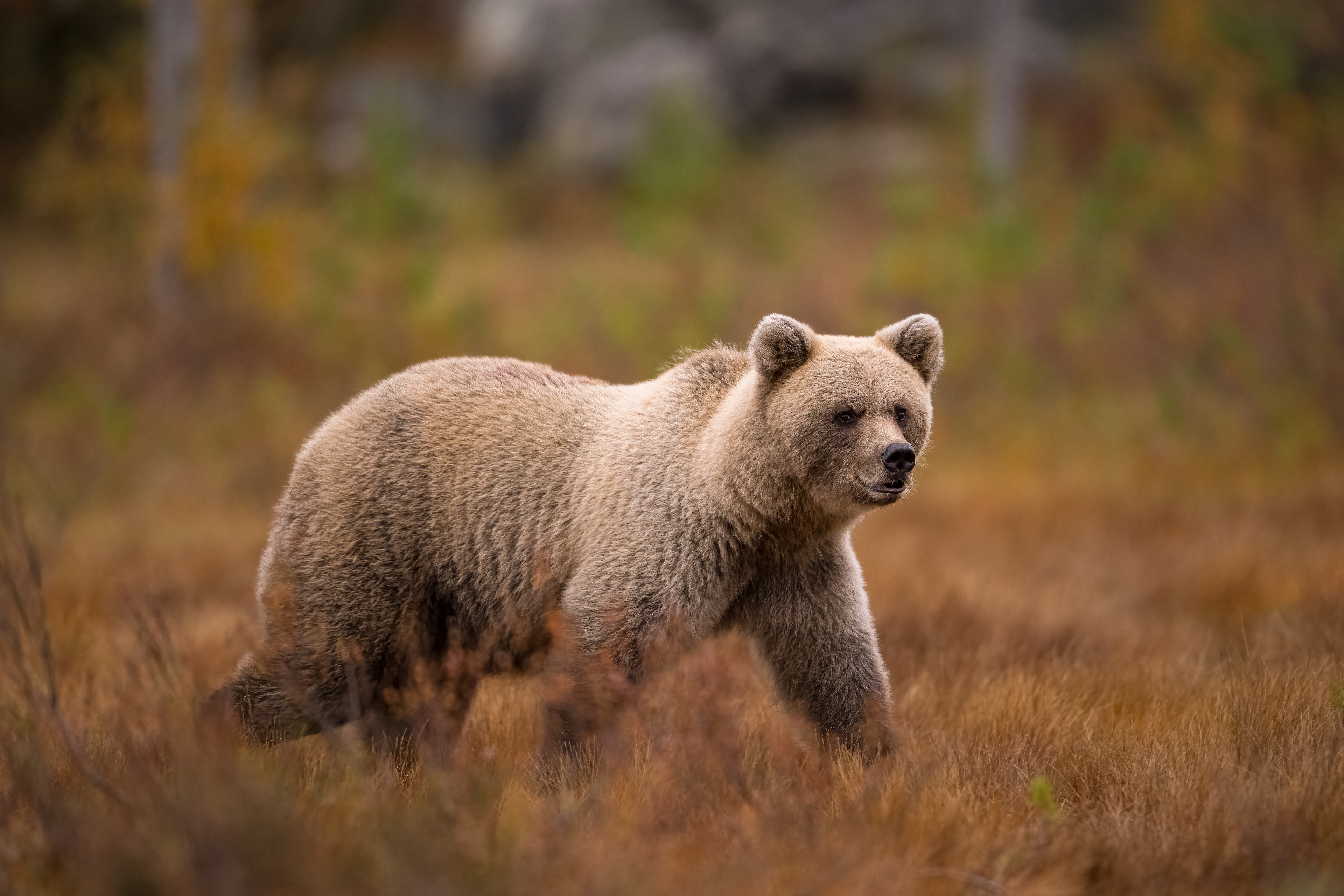 Medvěd hnědý (Ursus arctos), Finsko, 09/2022