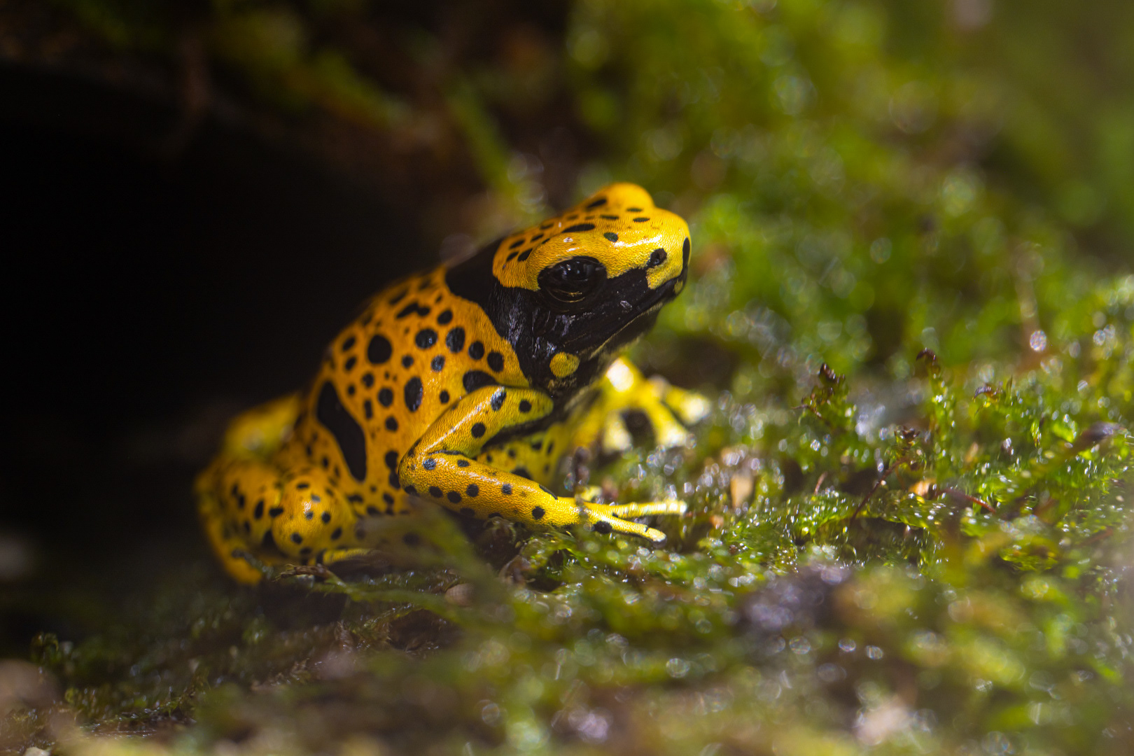 Pralesnička harlekýn (Dendrobates leucomelas)