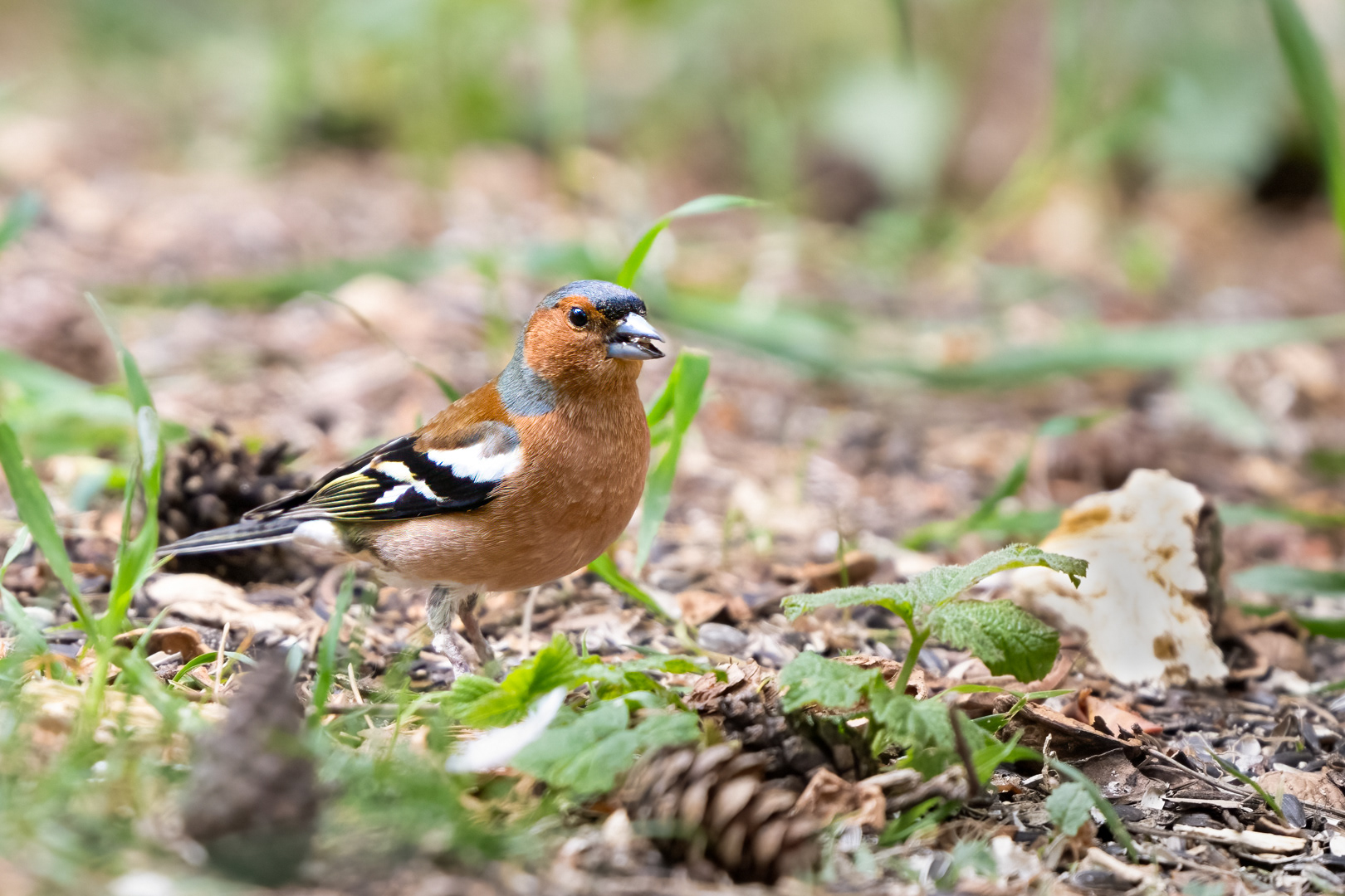 Pěnkava obecná (Fringilla coelebs), Štěpánka 04/2024