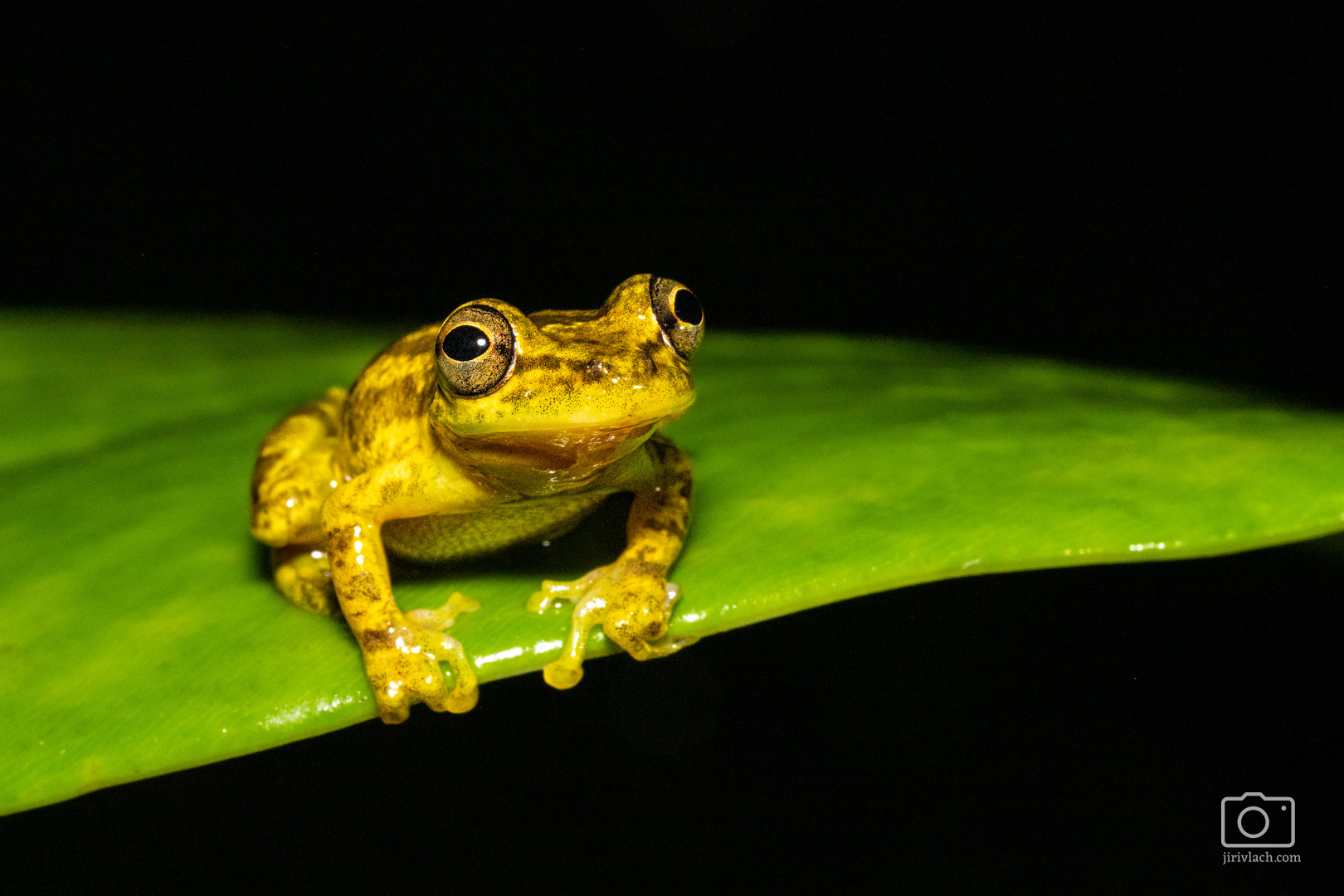 Rosnivka (Olive headed tree Frog, Scinax eleochrous)
