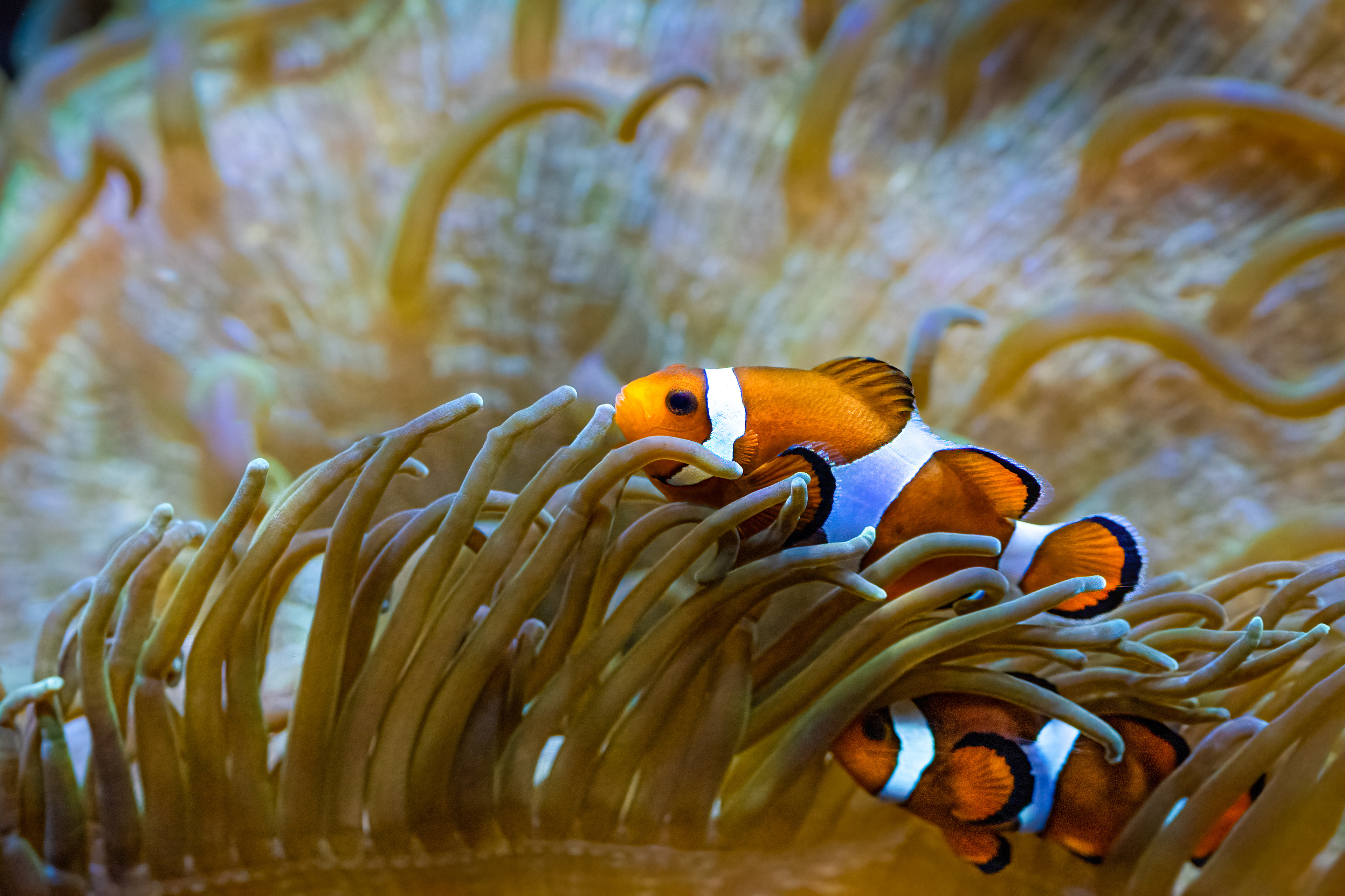 Klaun očkatý (Amphiprion ocellaris)