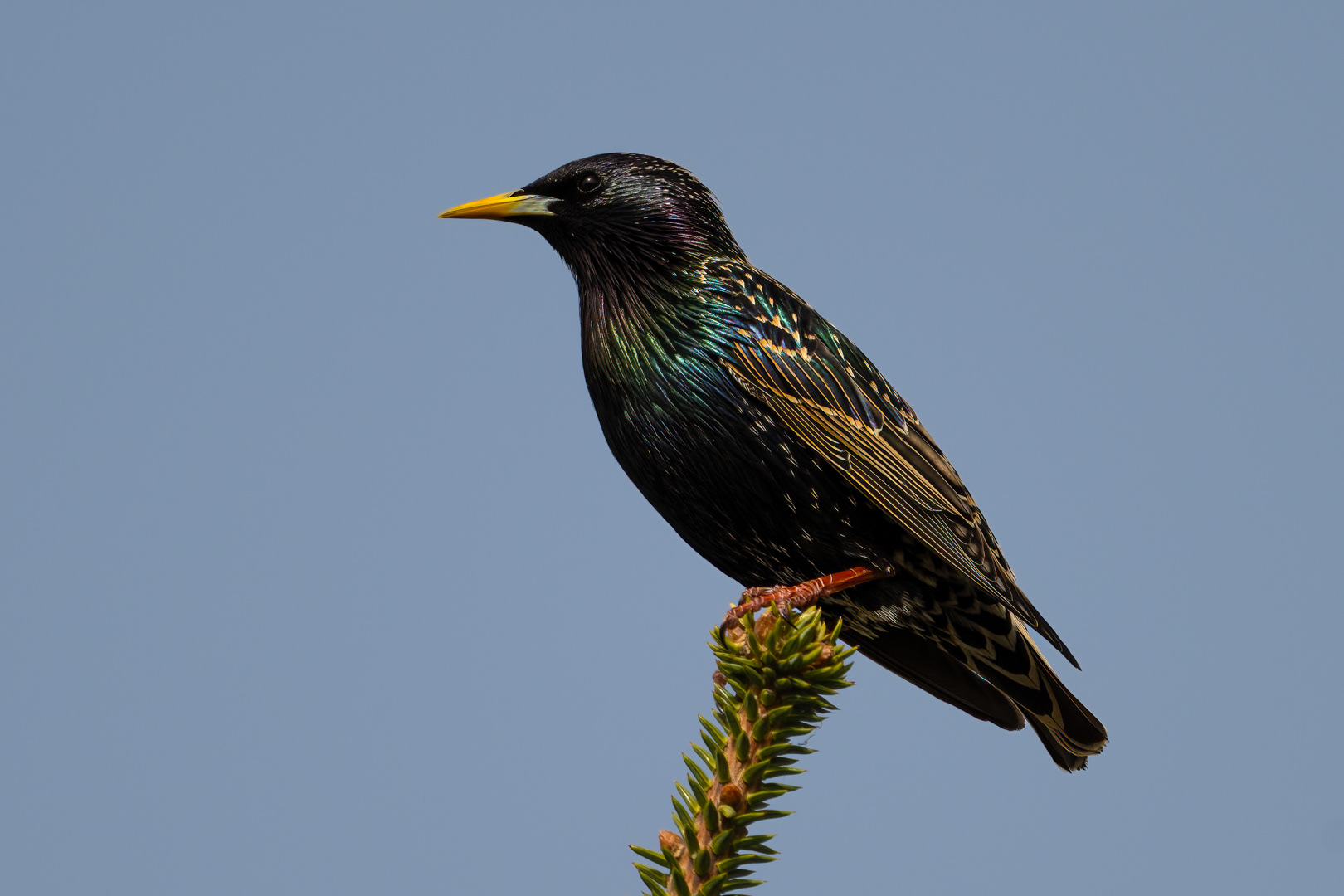 Špaček obecný (Sturnus vulgaris), Pyšely, 03/2024