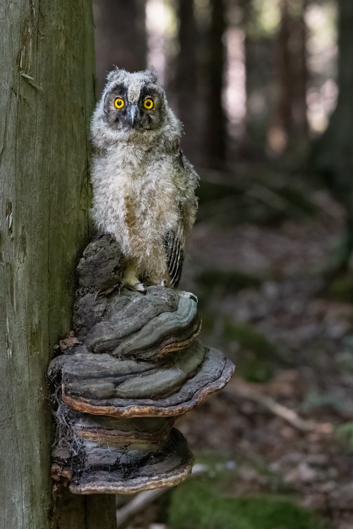 Kalous ušatý (Asio otus), mládě, Vysočina, 08/2022