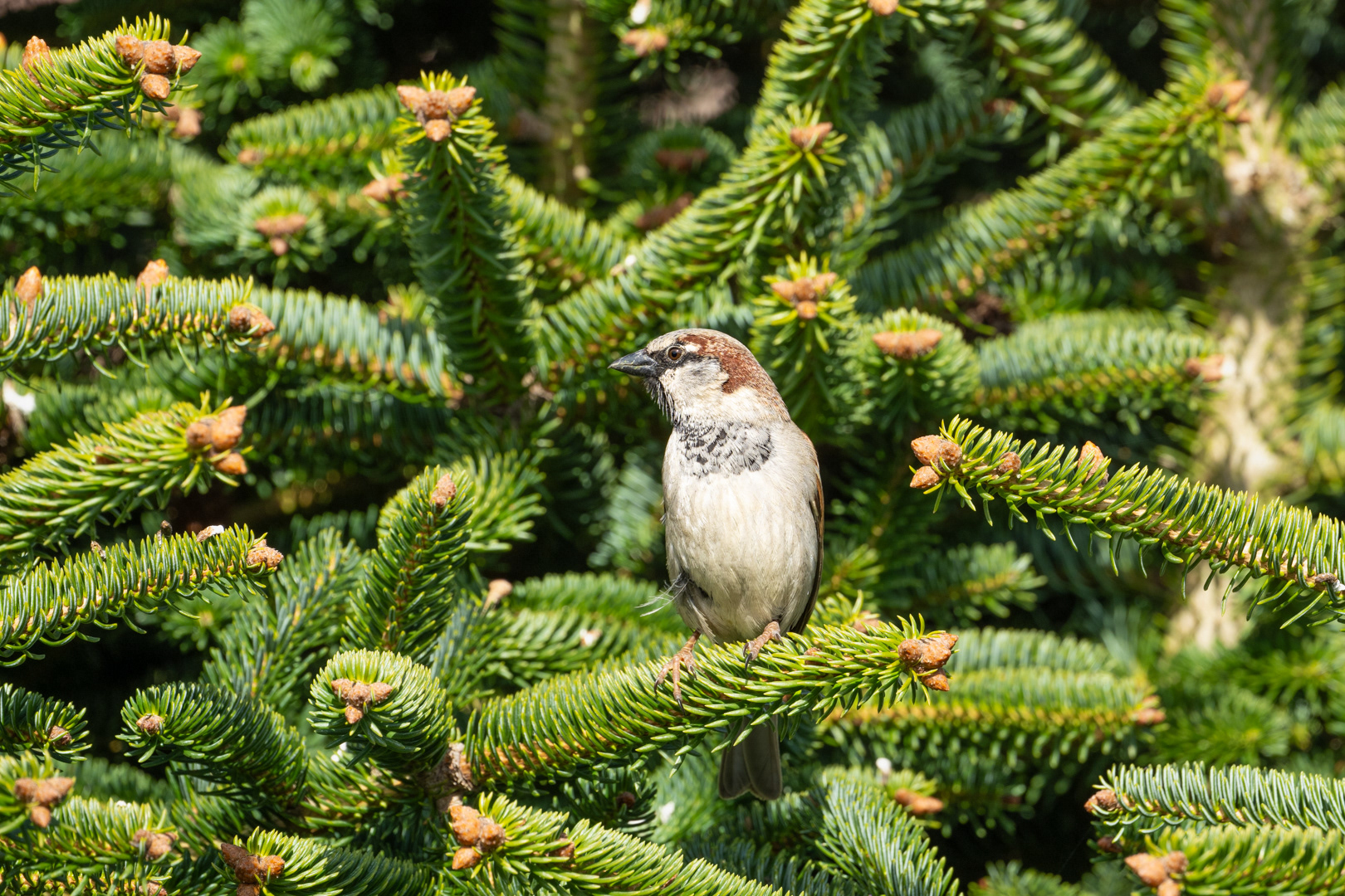 Vrabec domácí (Passer domesticus), Pyšely, 03/2024