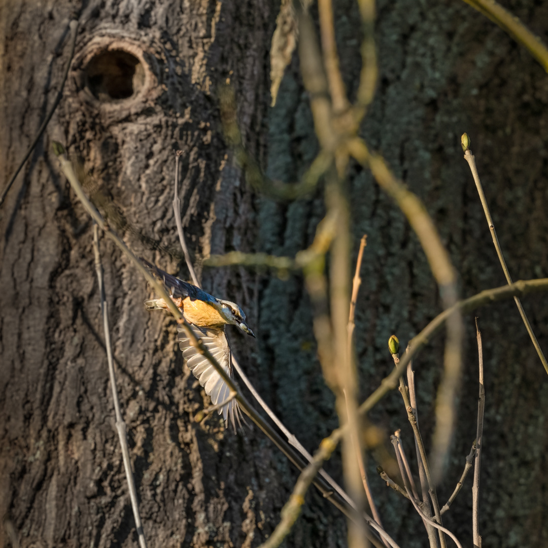 Brhlík lesní (Sitta europaea), Lštění, 04/2024