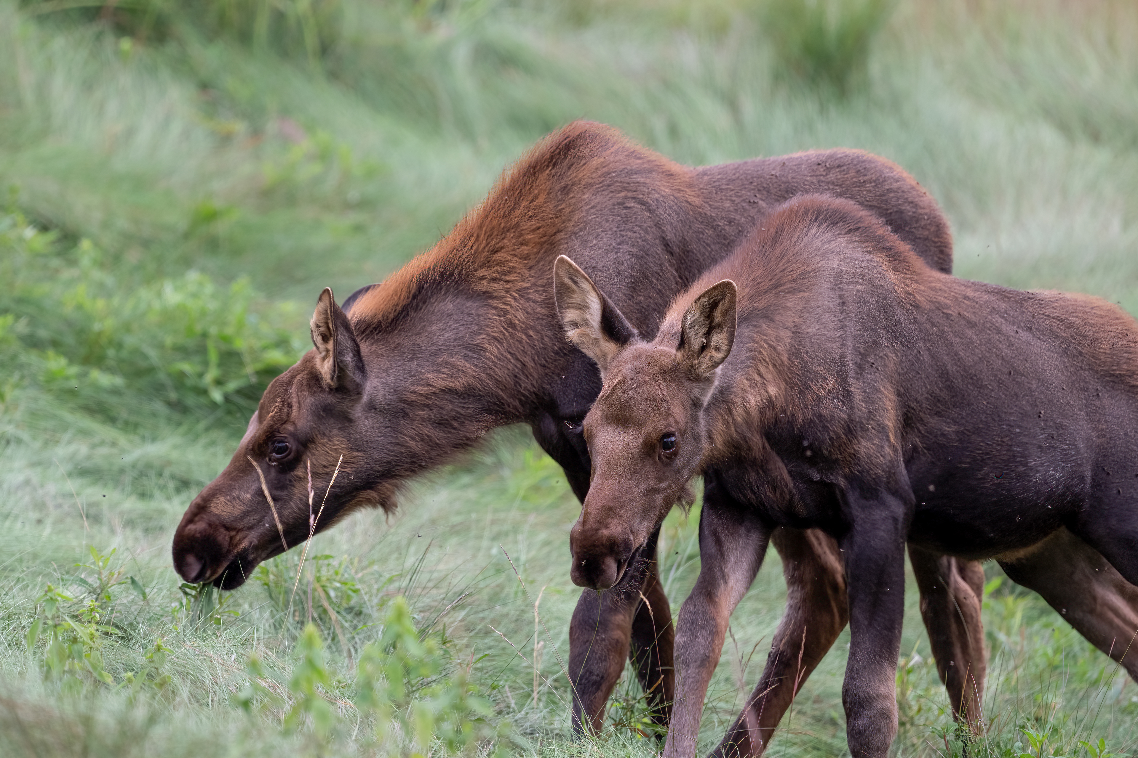 Los americký (Alces americanus), Aljaška, 07/2023