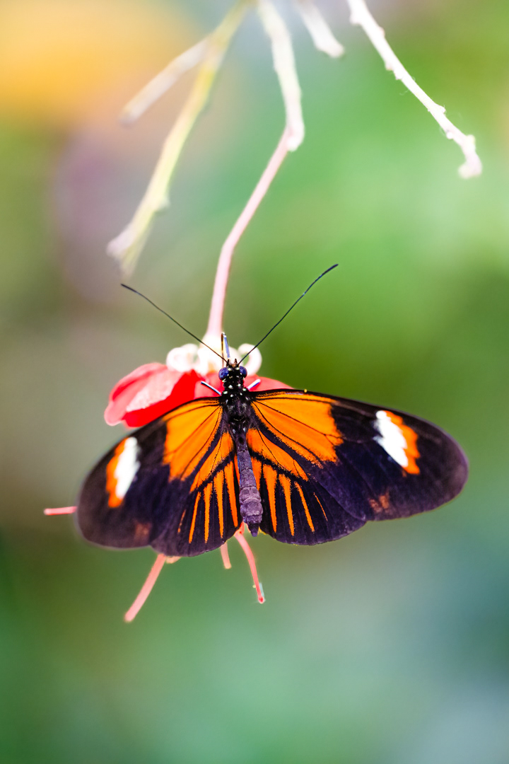 Heliconius melpomene (Postman butterfly), Fata Morgana, Praha, 05/2024