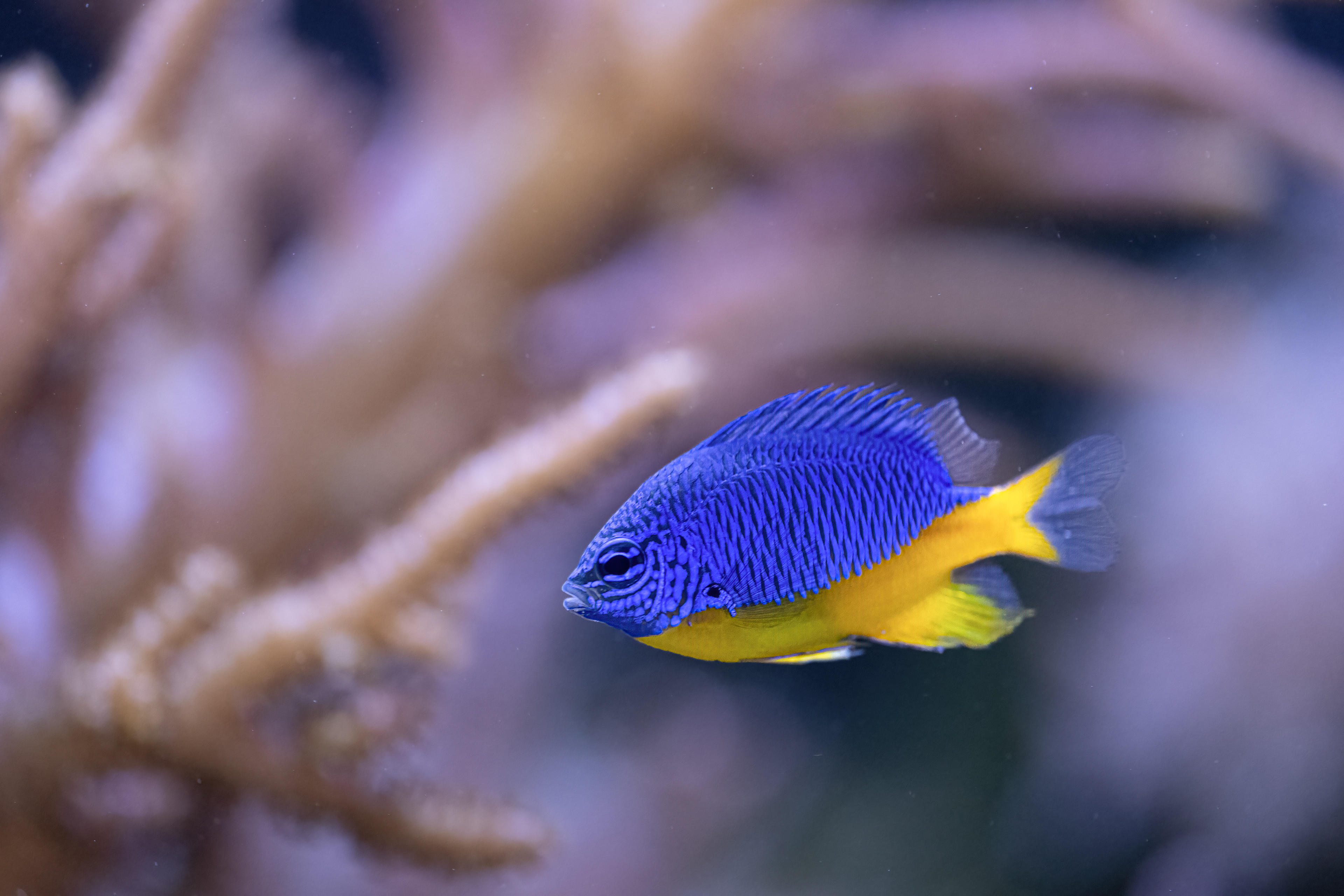 Sapínek žlutomodrý (Chrysiptera hemicyanea)