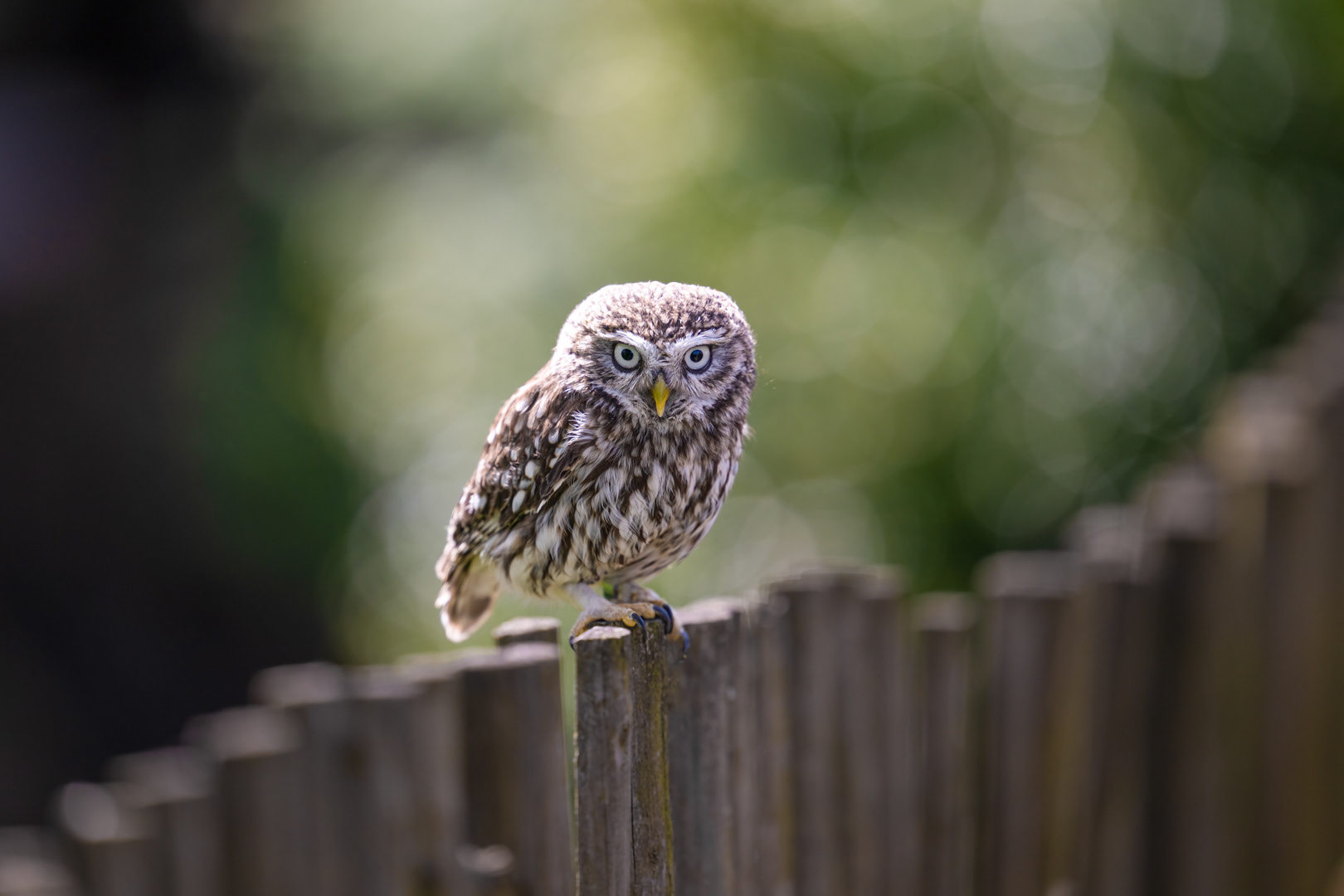 Sýček obecný (Anthene noctua), Vysočina 04/2024