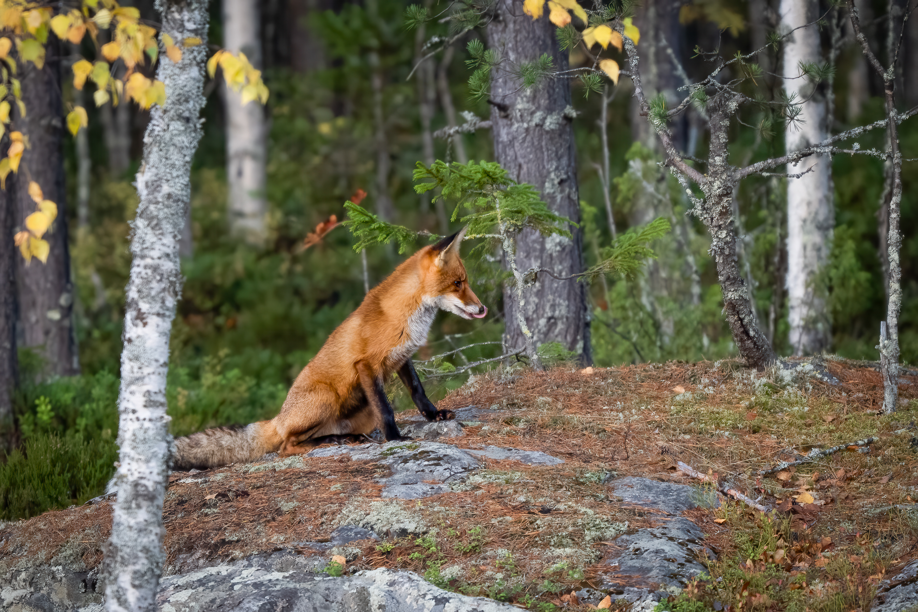 Liška obecná (Vulpes vulpes), Finsko, 09/2025