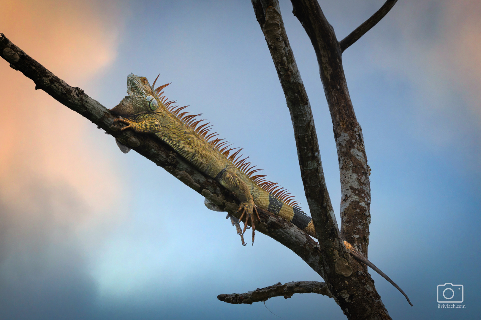 Leguán zelený (The green iguana, Iguana iguana)