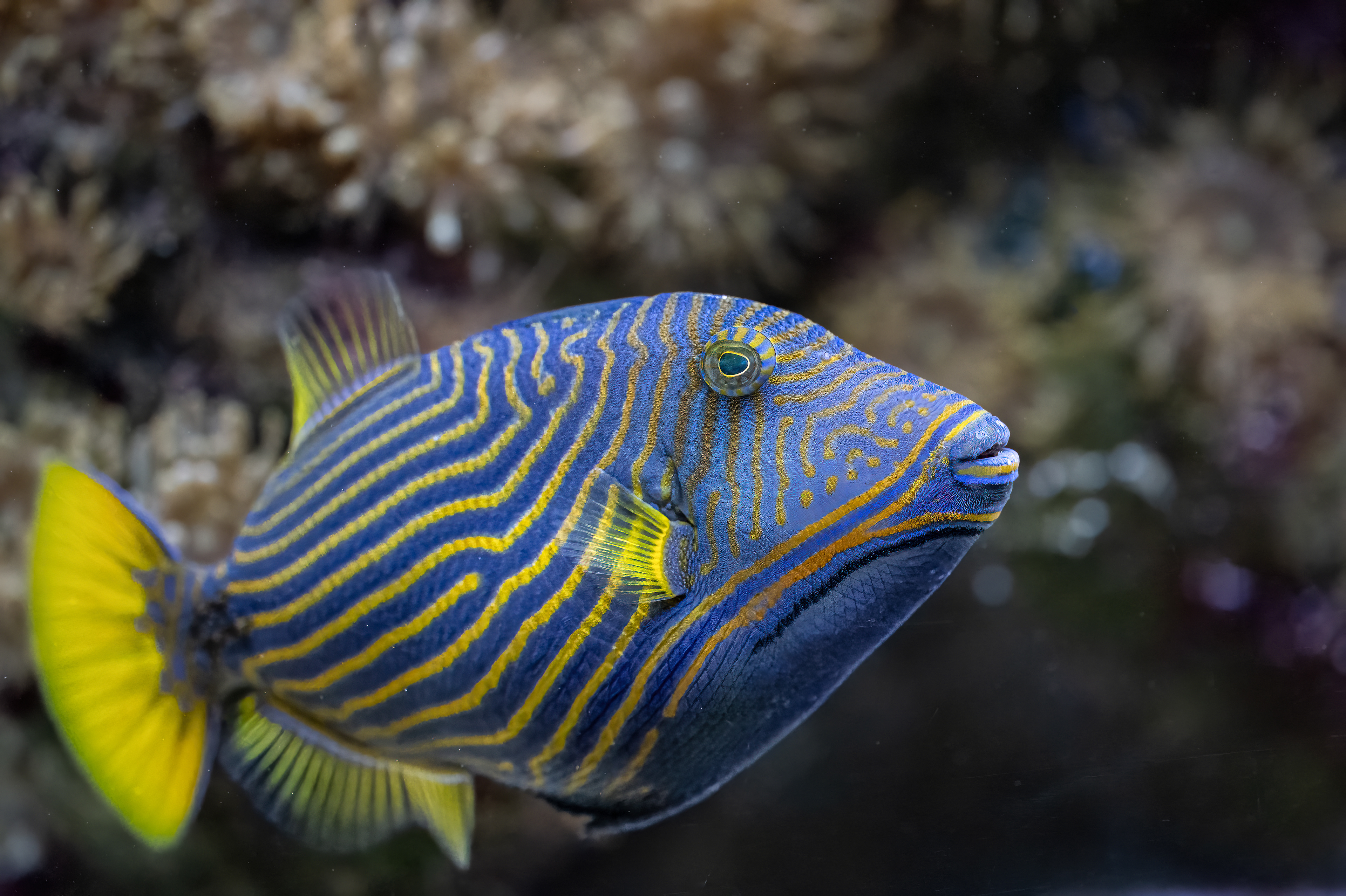 Ostenec oranžovoproužkatý (Balistapus undulatus)