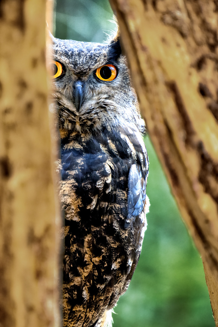 Výr velký (Bubo bubo), Vysočina, 03/2022