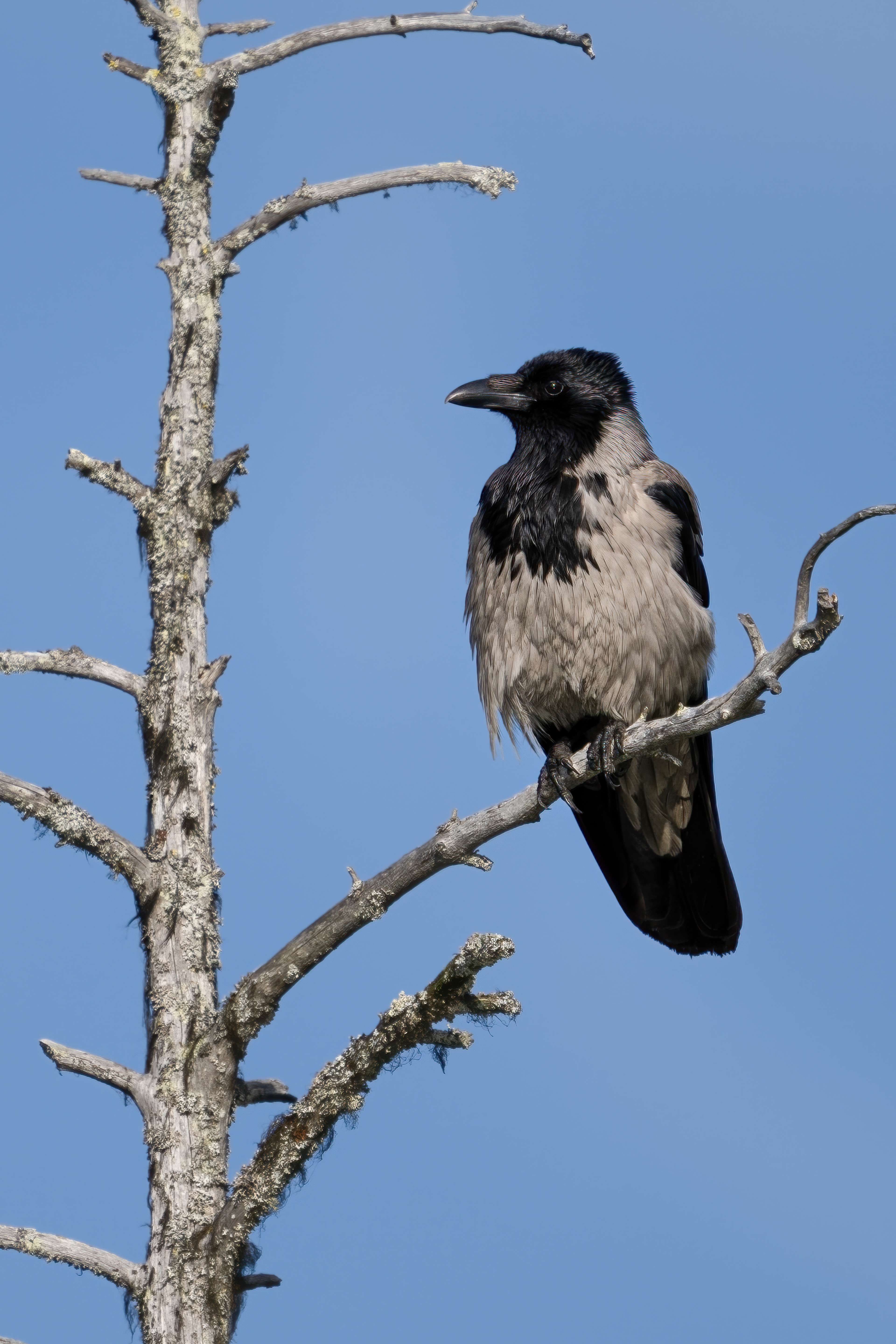 Vrána šedá (Corvus cornix), Finsko