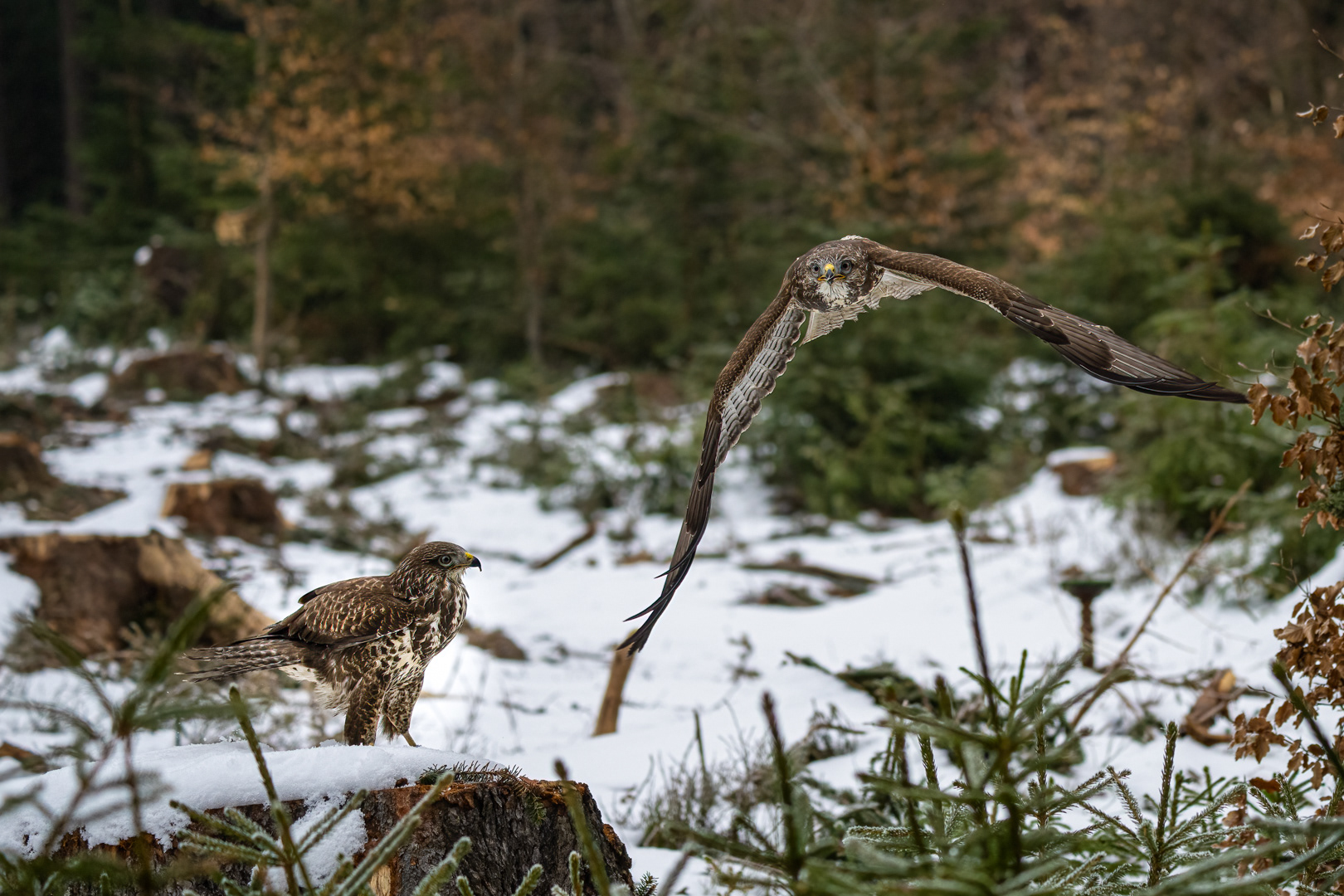 Káně lesní (Buteo buteo), Vysočina, 03/2023