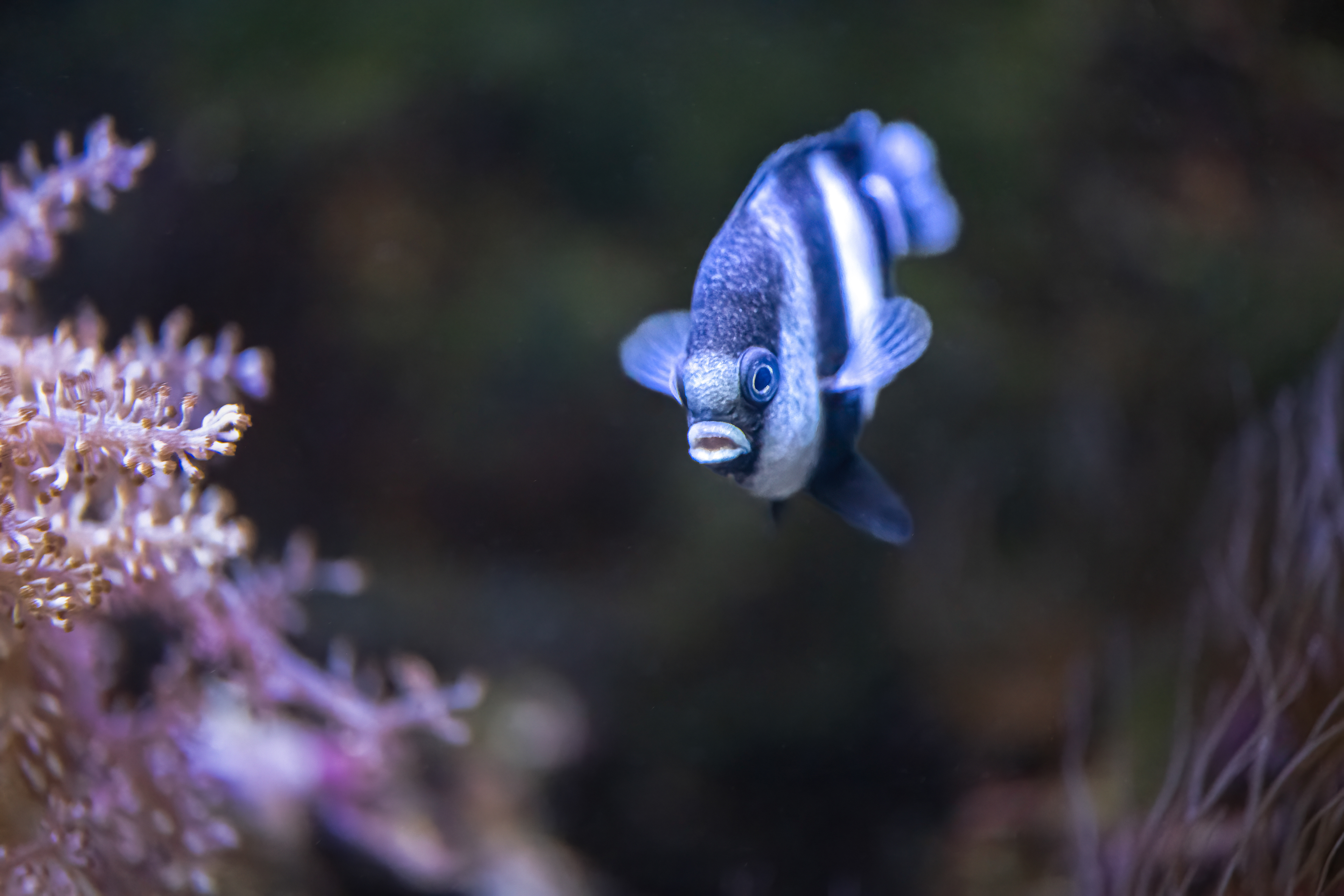 Komorník běloocasý (Dascyllus aruanus)